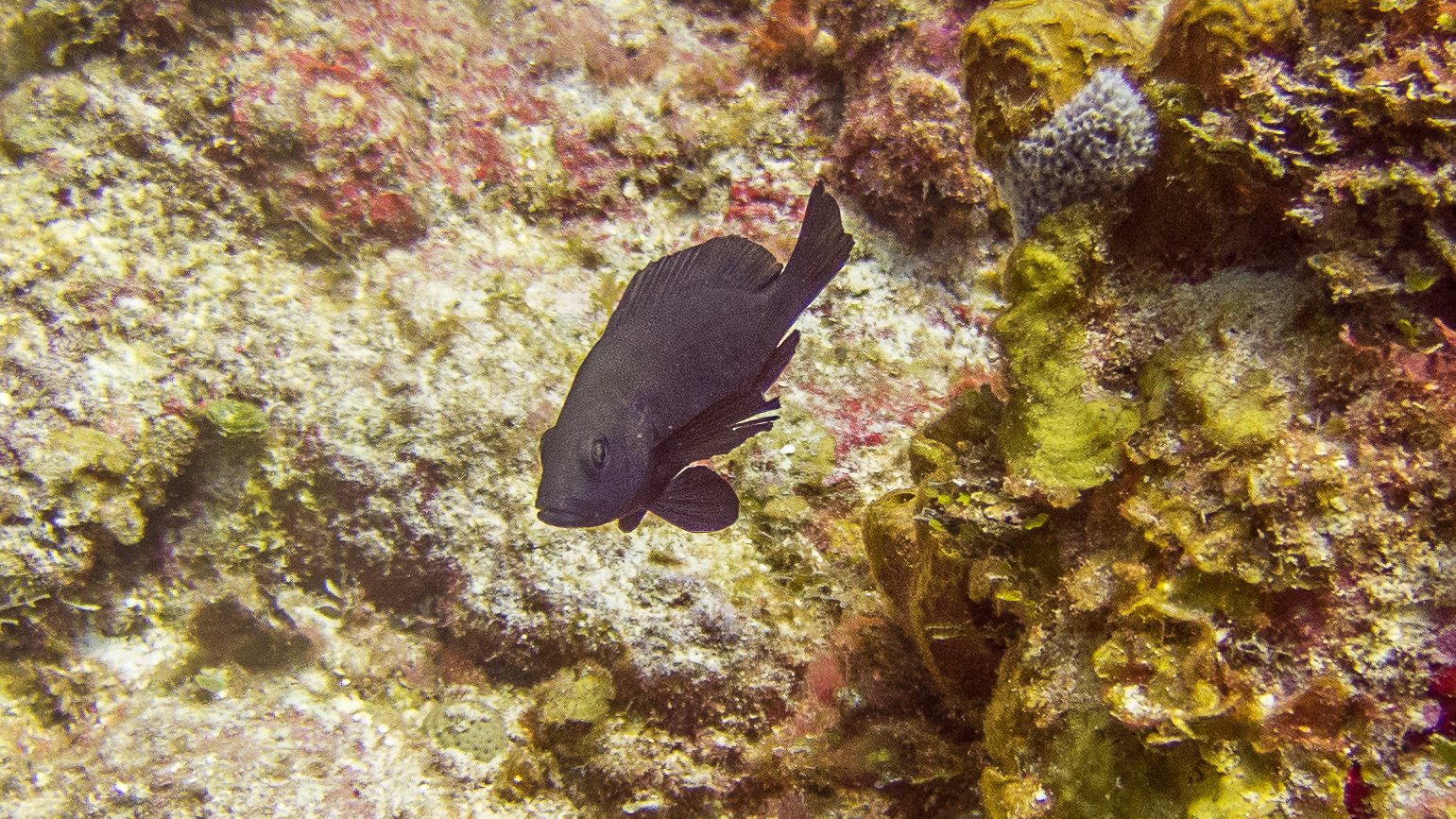 Location: Belize, Dar Danello