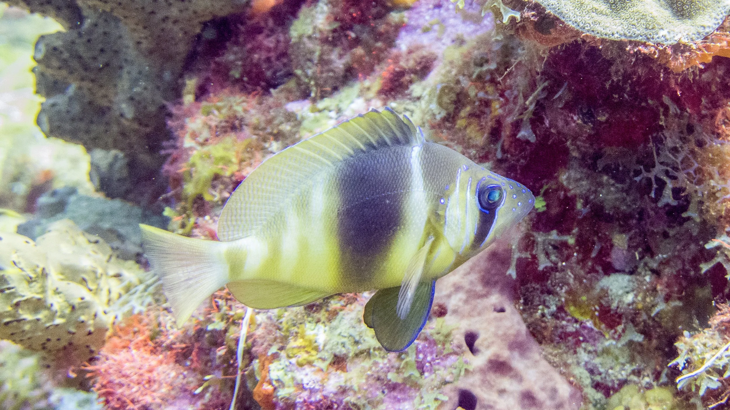 Pale yellow to light brown head, dark brown and yellow vertical bars, yellow tint on bottom of body, yellow pelvic fins with blue margins, clear tail with yellow margins, dorsal fin tinted yellow with frontal brown tint, iridescent blue lines on head