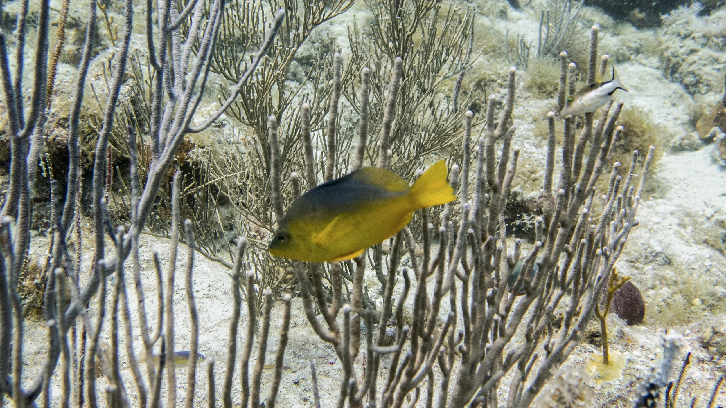 Location: BVI, Paul's Grotto