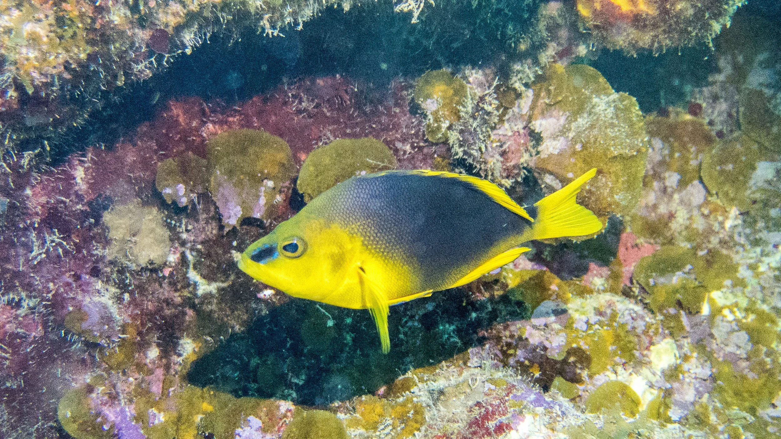 Location: BVI, Rainbow Canyons 