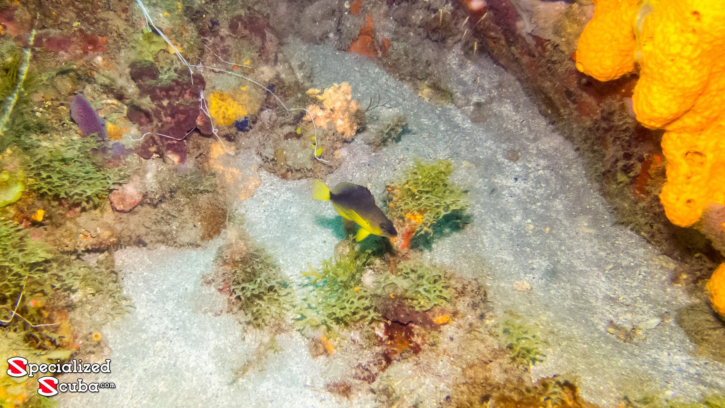 Location: St Lucia, Malgratoute Reef