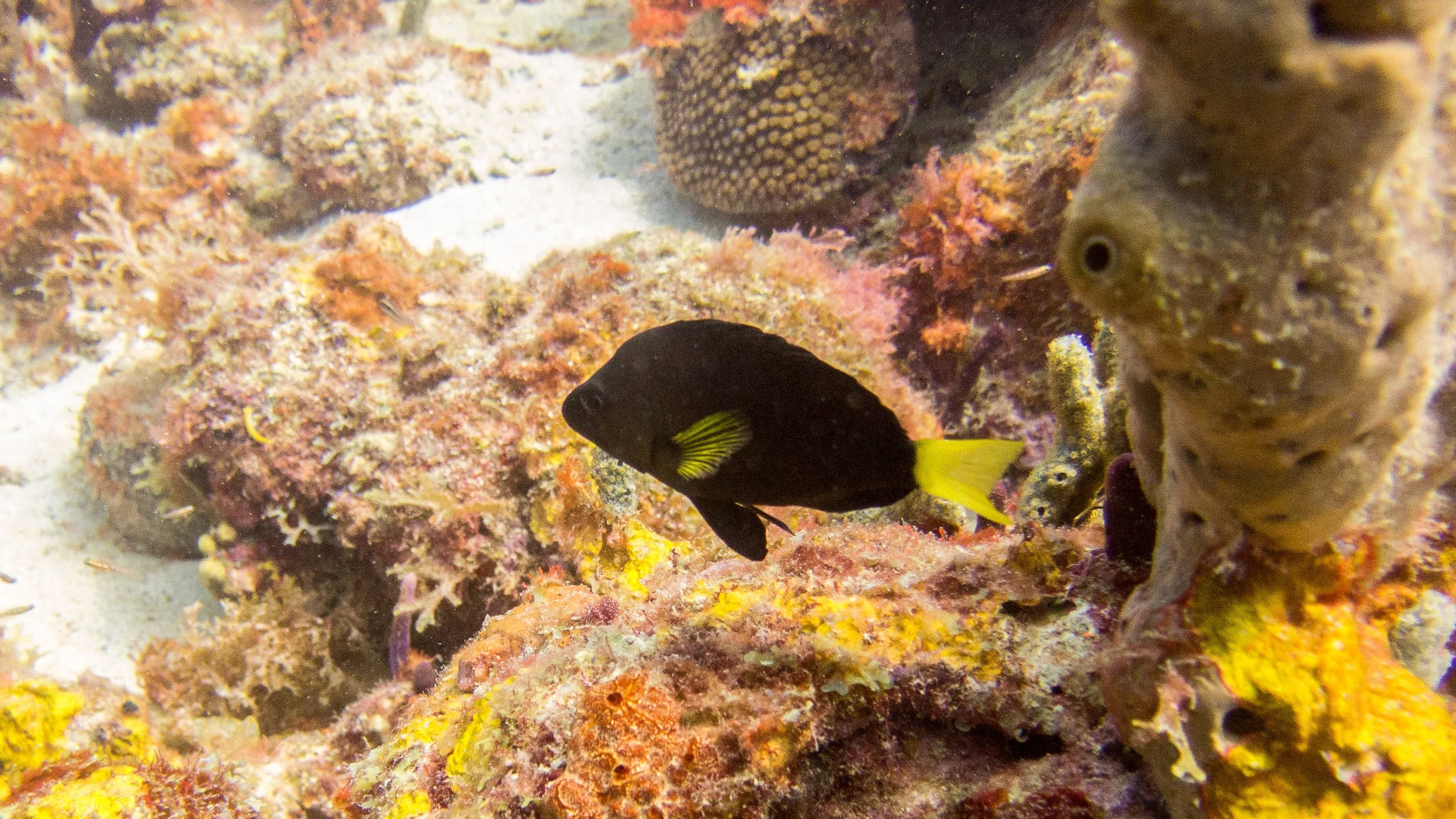 Body and fins black, but yellow pectoral fins and yellow tail. Location: St Vincent, Union Island, Chatham Bay North