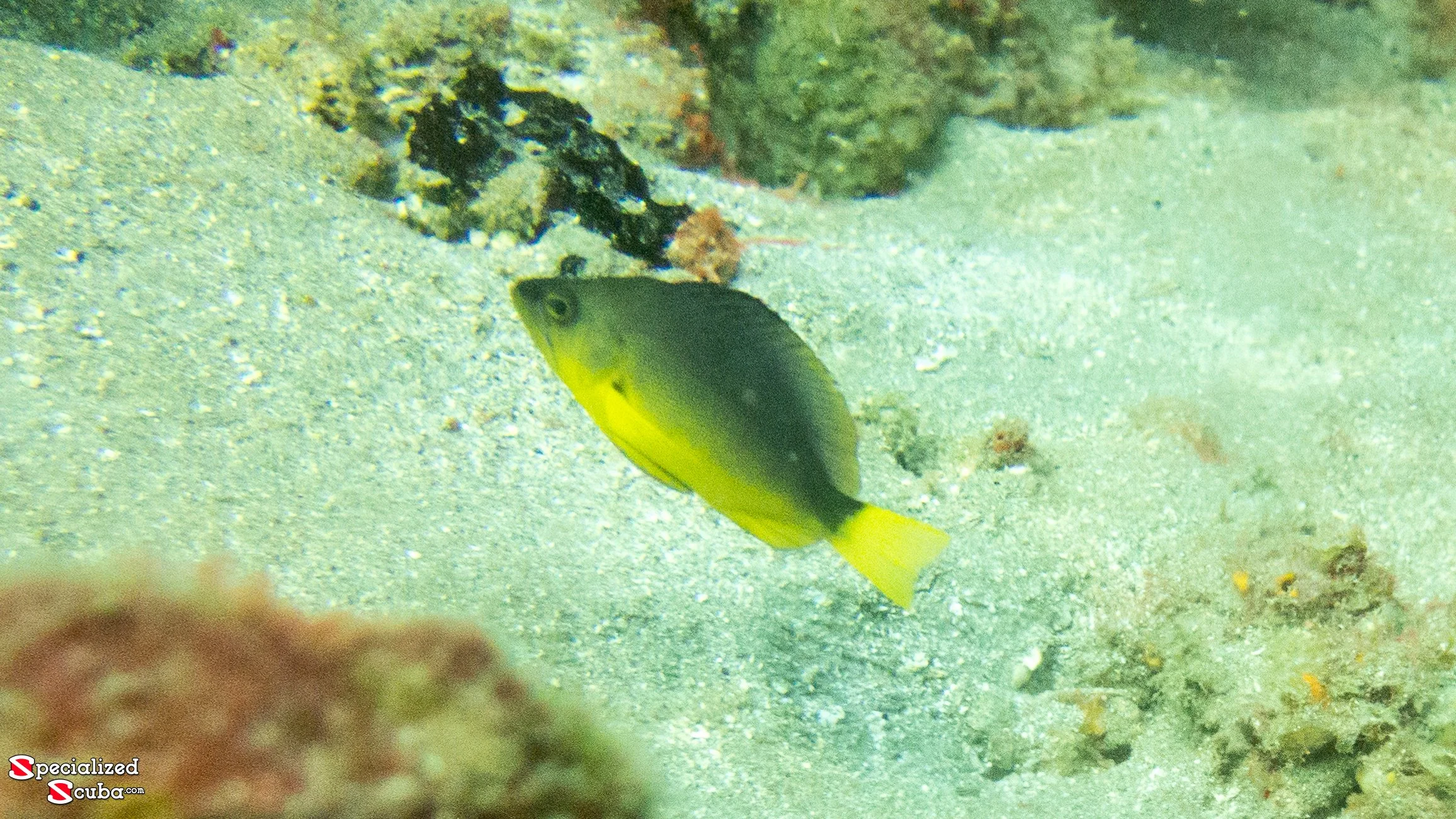 Location: St Lucia, Malgratoute Reef