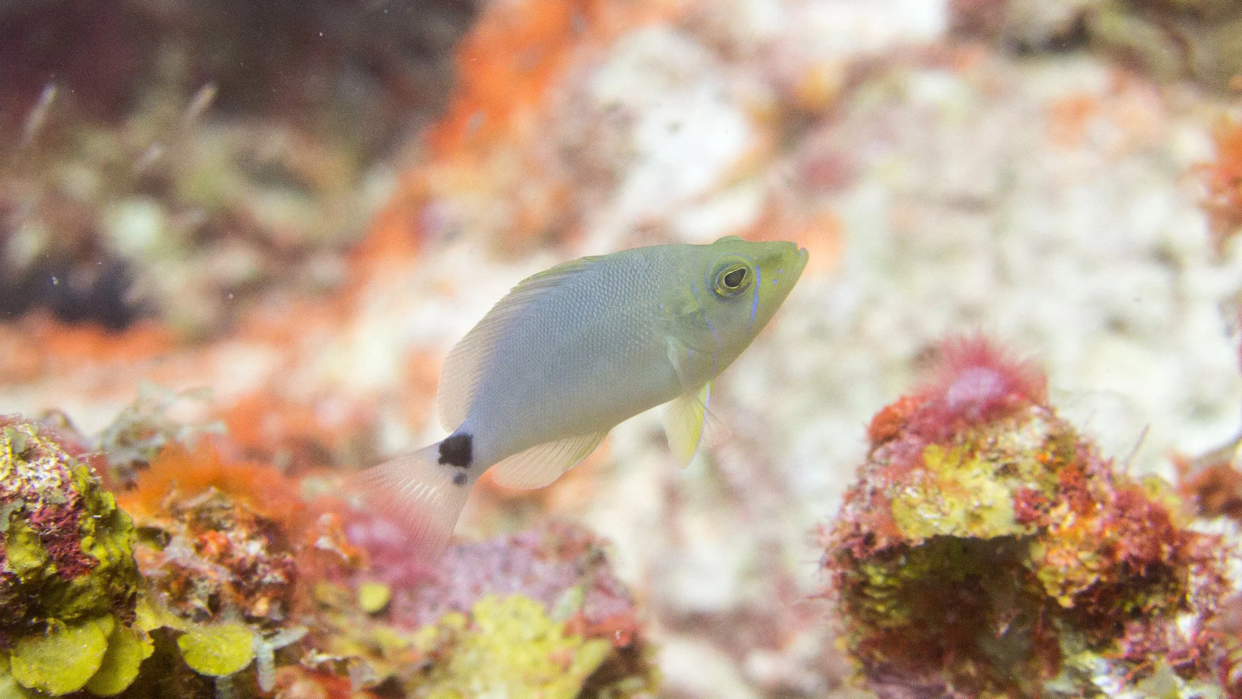 Location: Bonaire, Webers Joy