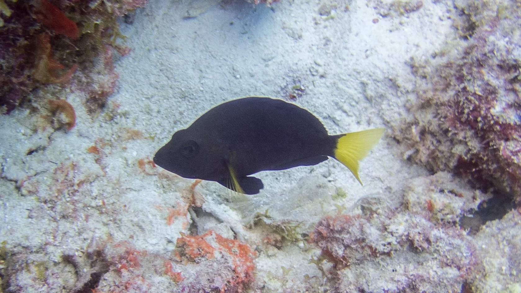 Body and fins black, but yellow pectoral fins and yellow tail. Location: Bonaire, Bachelor Beach South