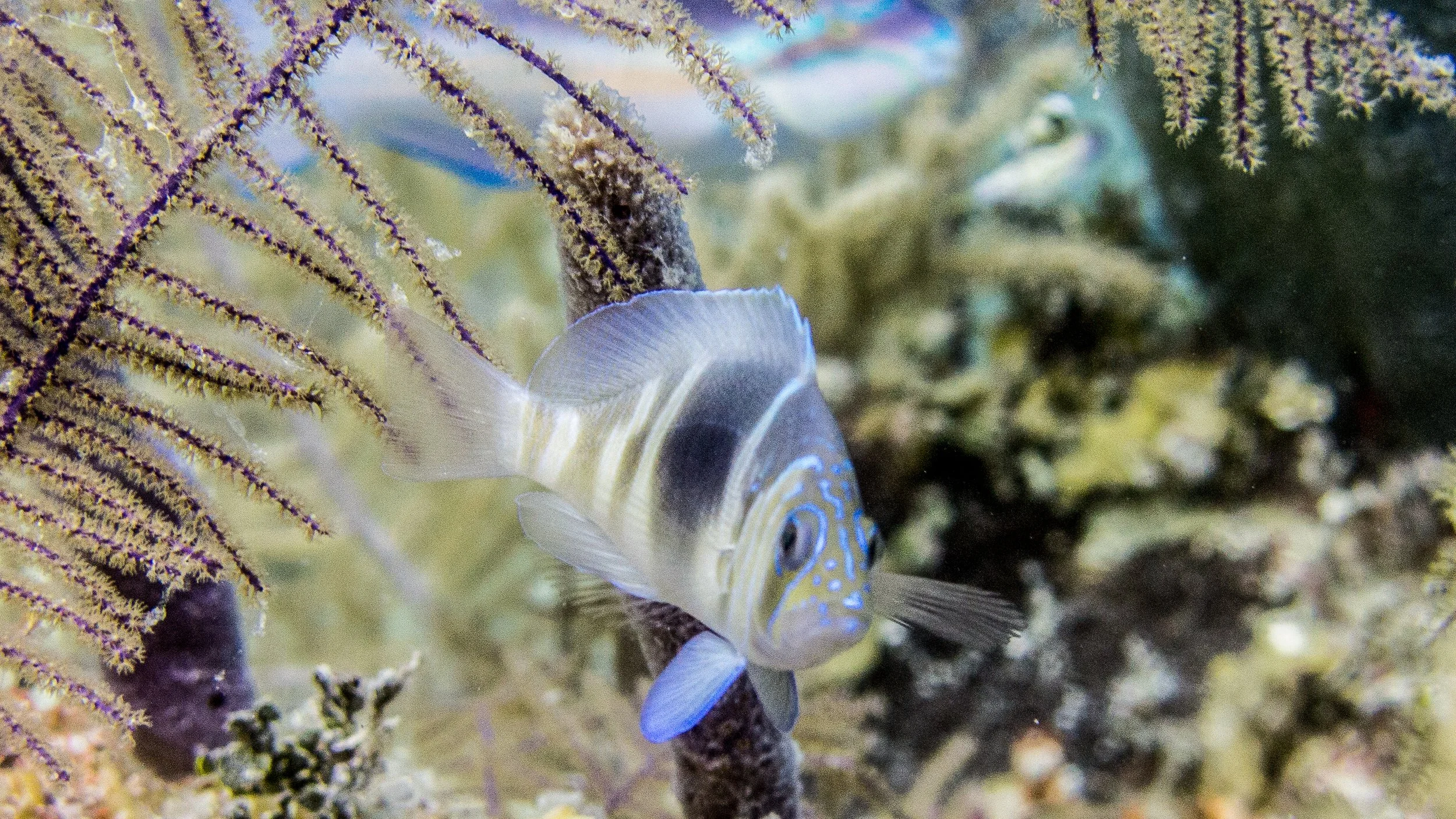 Light tan head, pale upper body, light brown vertical bars with dark black-brown center bar, faded bars and yellow tint on lower part of body, clear tail, dorsal fin clear with blue margin, pelvic fins pale yellow with blue margins, iridescent blue l