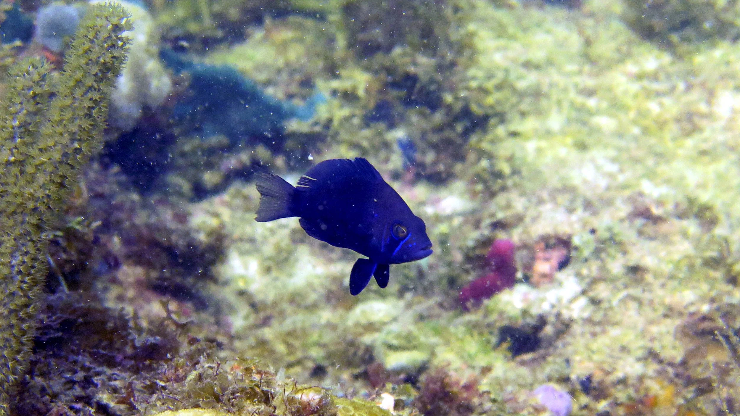 Location: Panama, Bocas del Toro, Sache 2