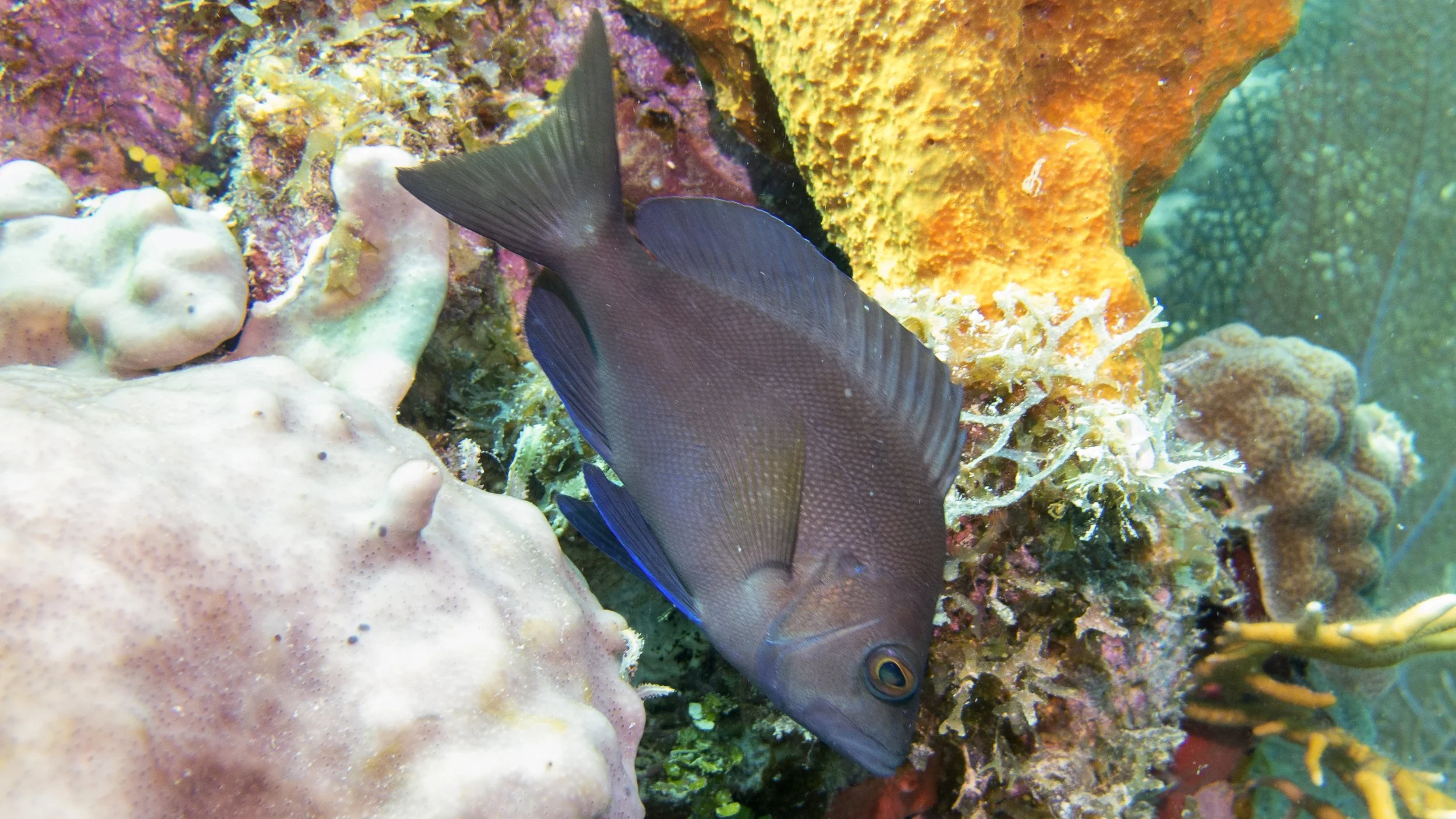 Location: BVI, Randy's Reef
