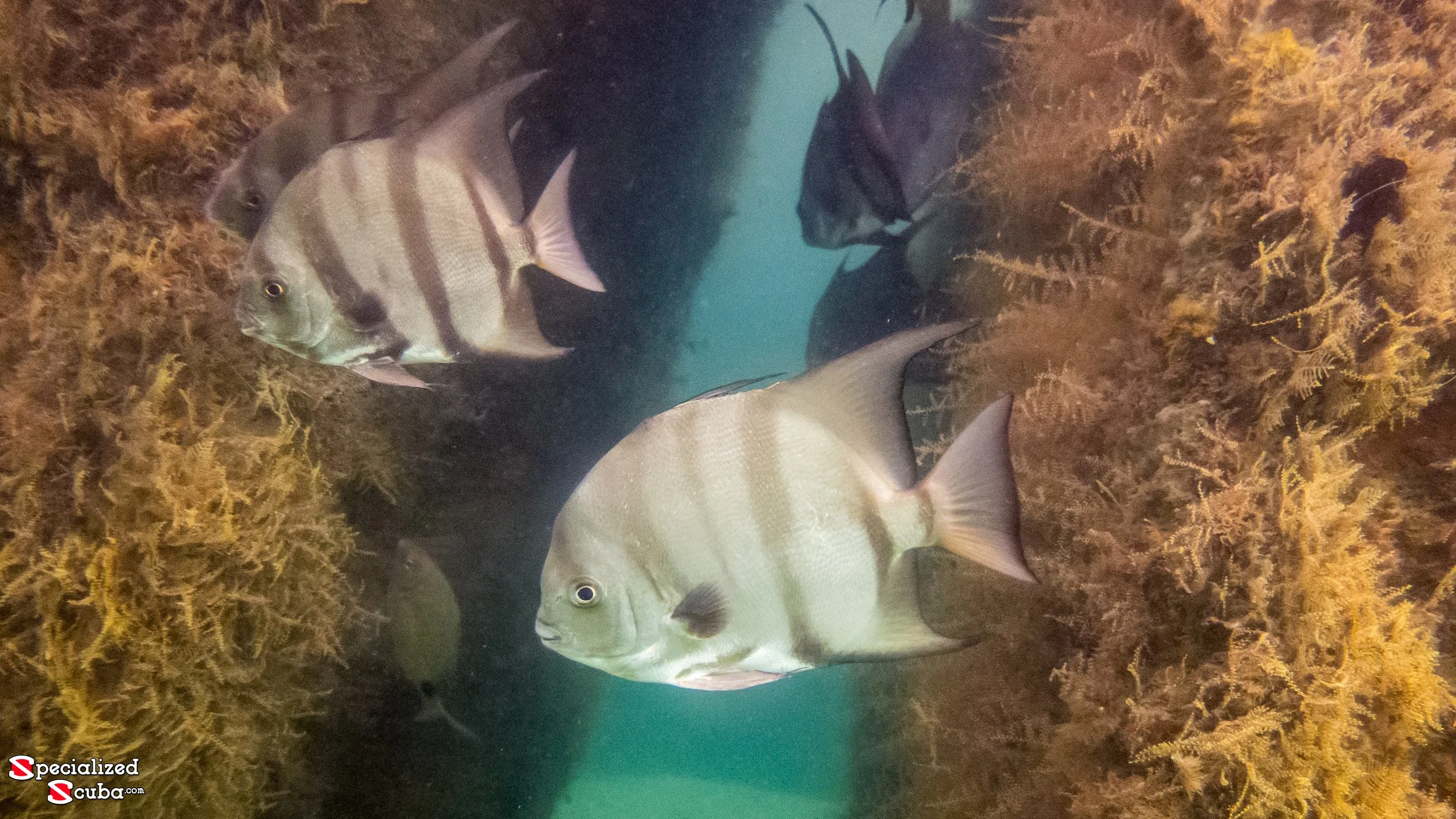 Atlantic Spadefish swimming among orange and brown coral in an underwater scene.