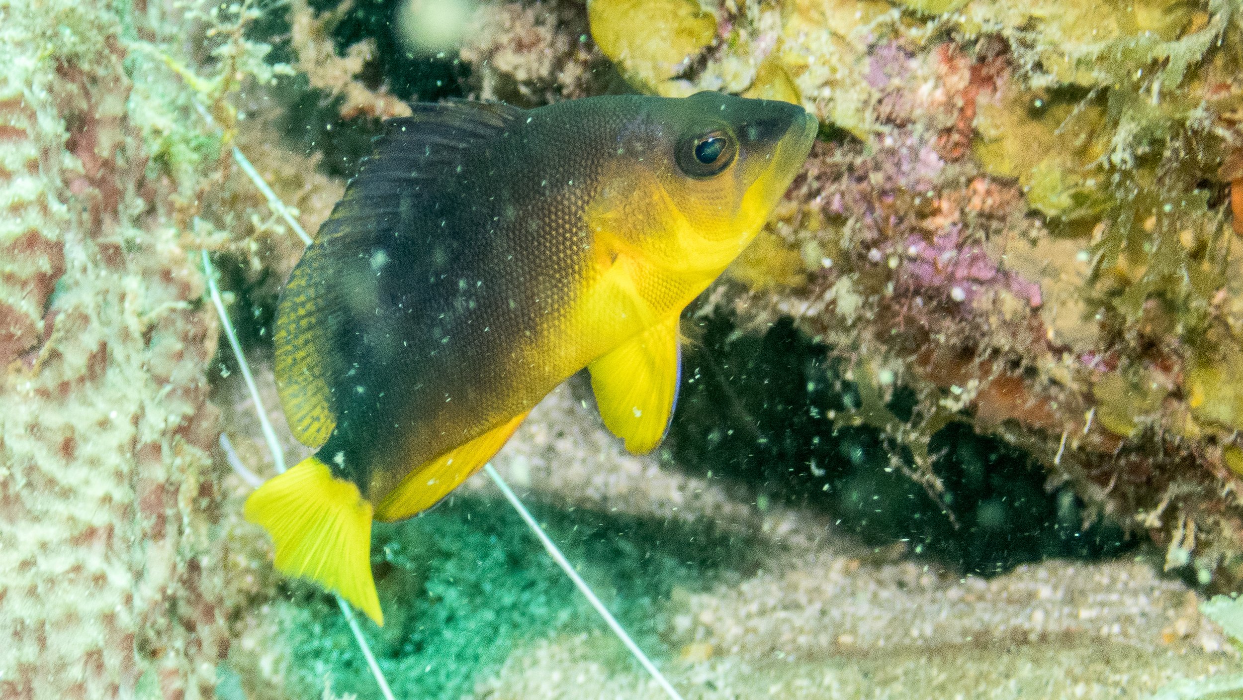 Location: St Lucia, Malgratoute Reef