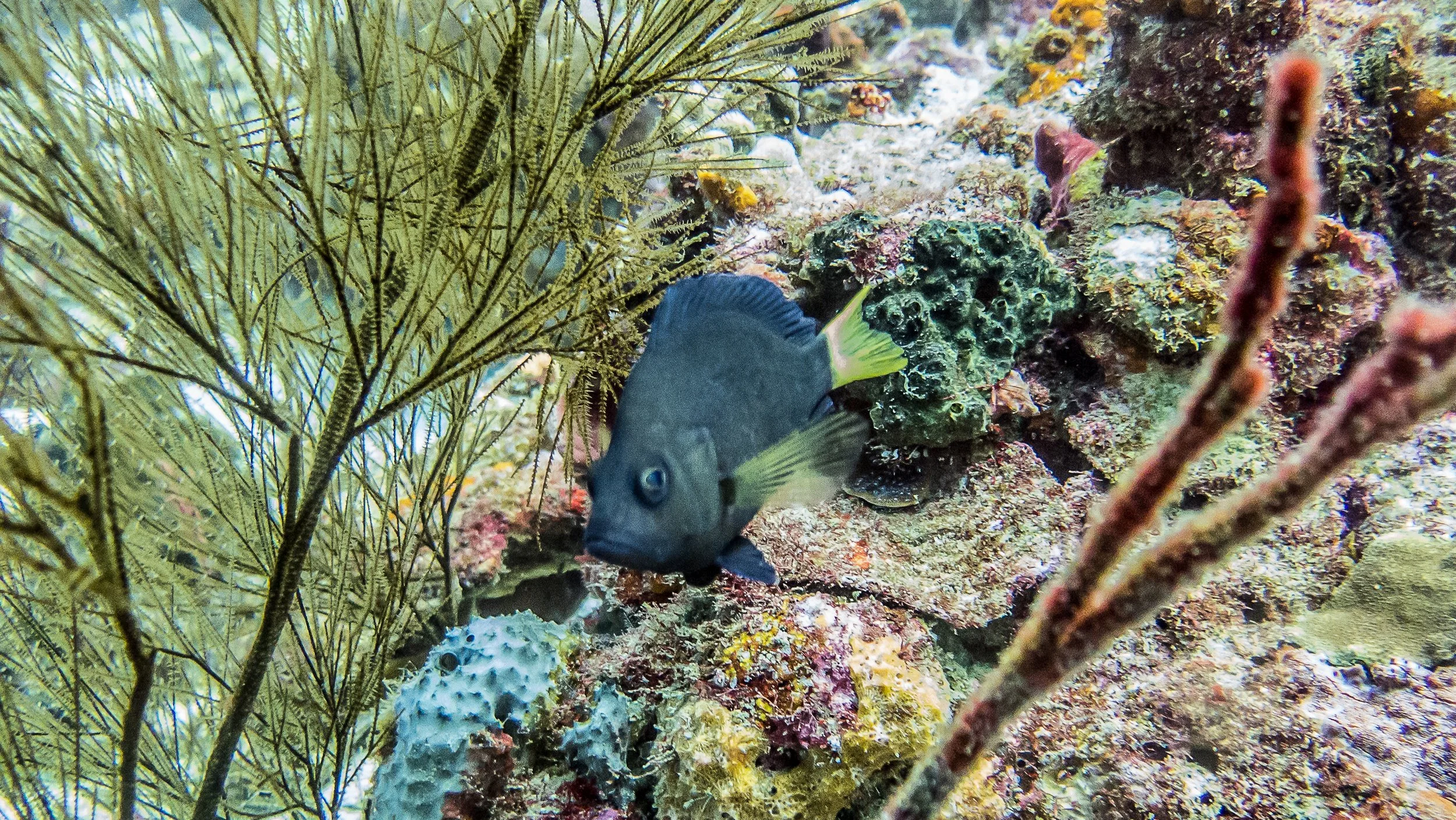 Body and fins black, yellow pectoral fins and yellow tail. Location: St Vincent, Orca II