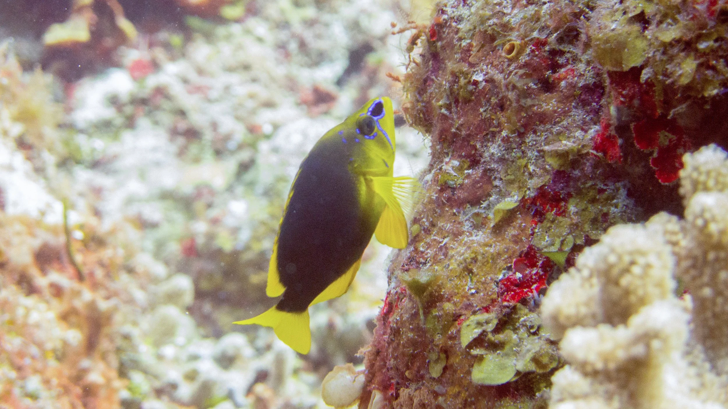 Location: Mexico, Cozumel, Palancar Caves