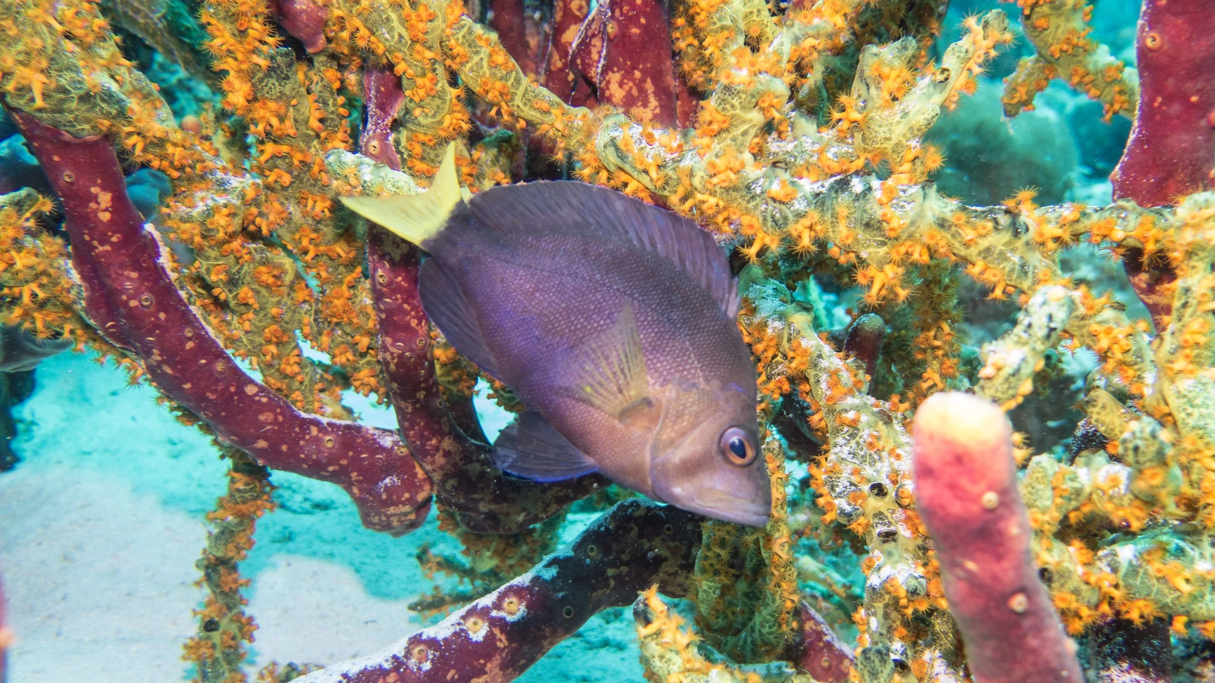 Body black, yellow pectoral fins, and yellow tint on body at base of pectoral fins, blue margin on pelvic fins and yellow tail. Location: Bonaire, Habitat North