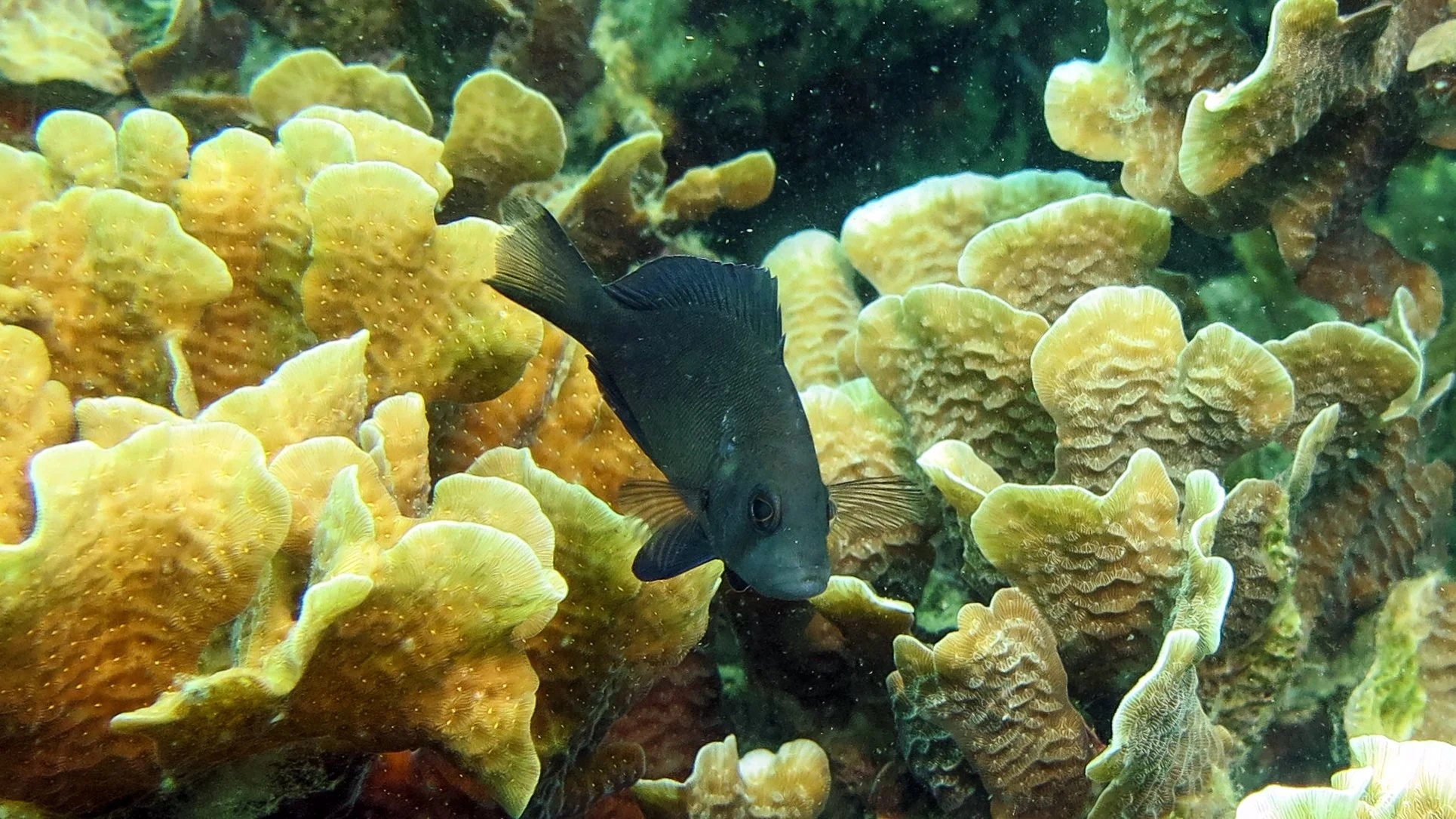 Location: Panama, Bocas del Toro, Mangrove Mooring