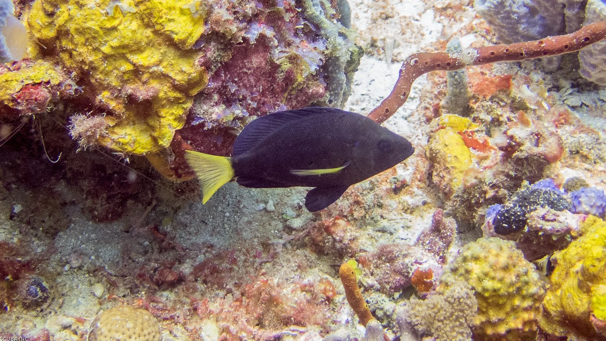 Body and fins black, yellow pectoral fins and yellow tail. Location: St Vincent, Canouan Island, Little Bay