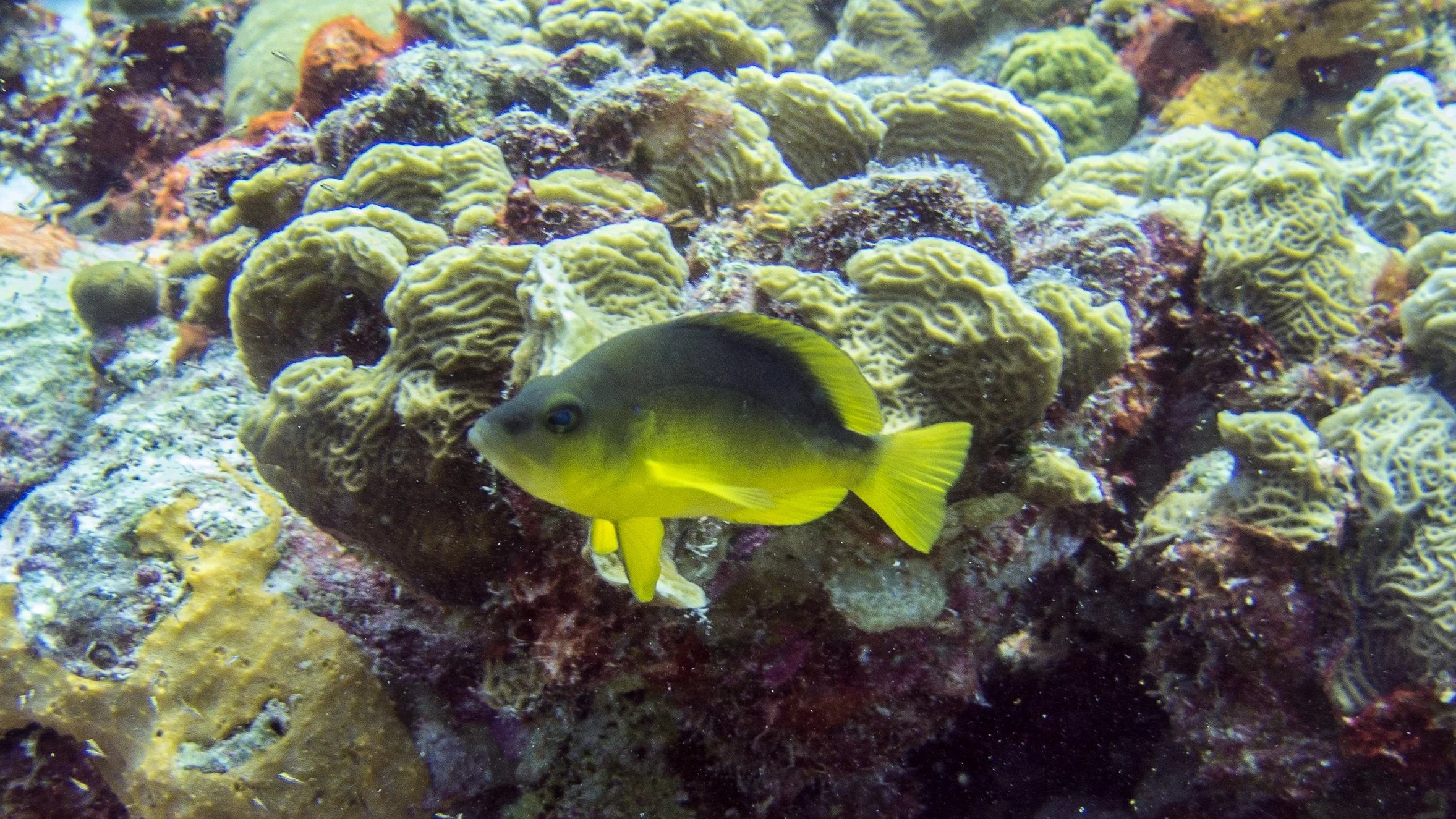 Location: Bonaire, Captain Don's Reef