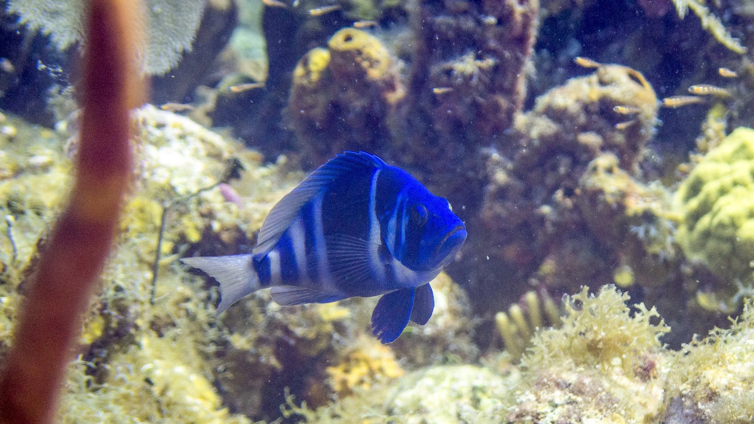 Location: BVI, Spyglass Wall