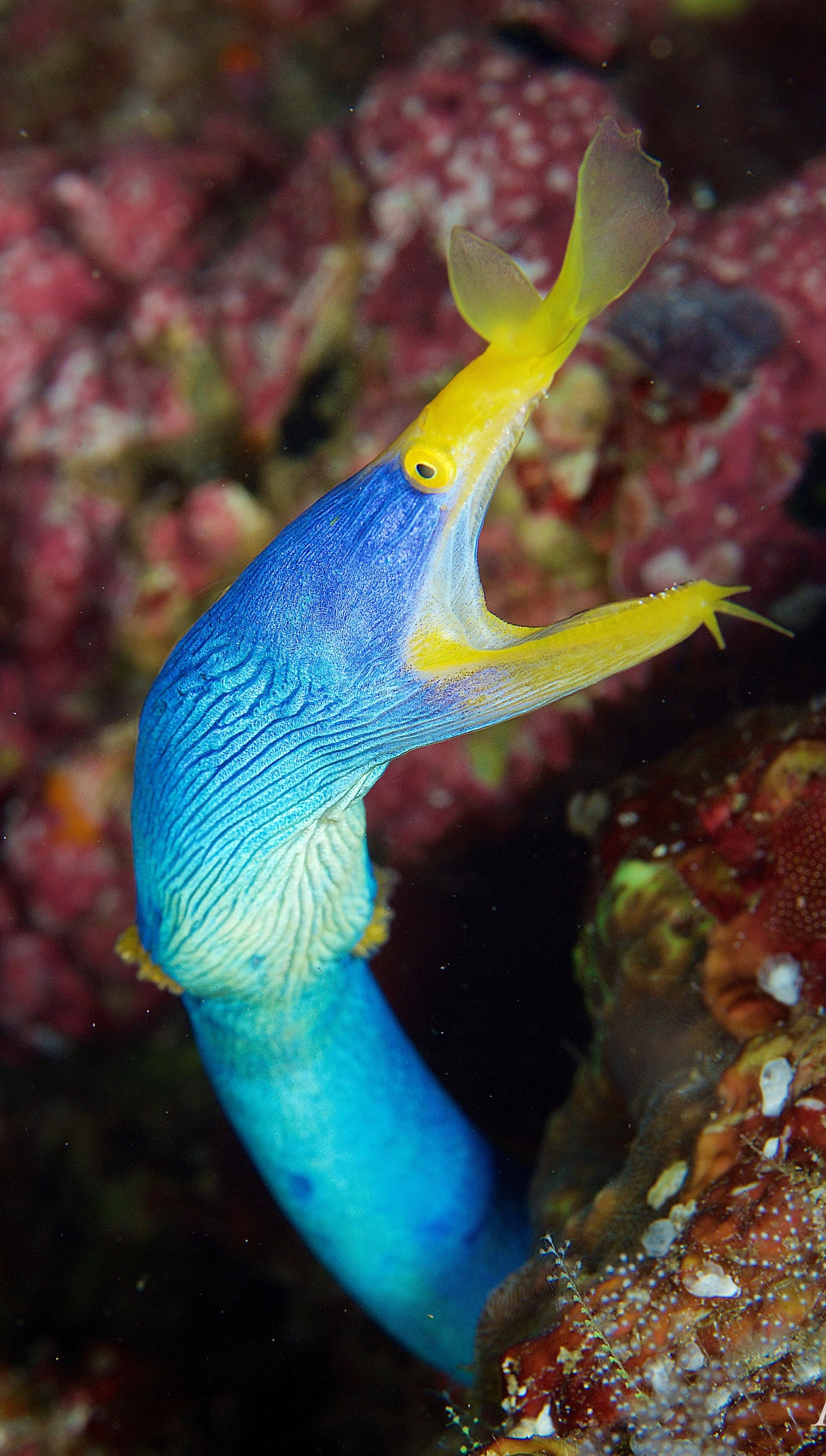 A colorful Blue Ribbon Eel from Fiji swimming near coral.