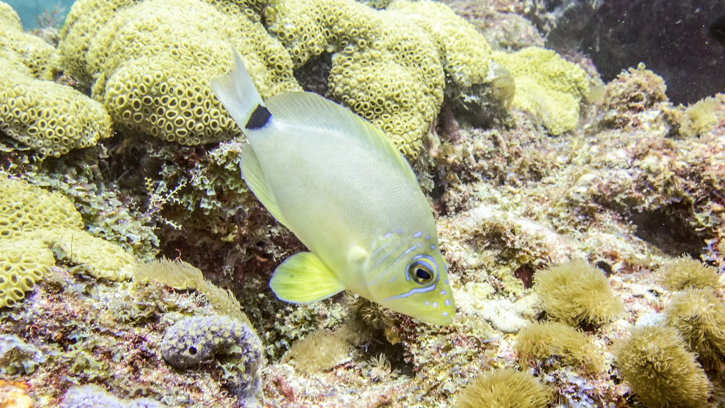 Location: Florida, Pompano Beach, Kelly Ann's Reef