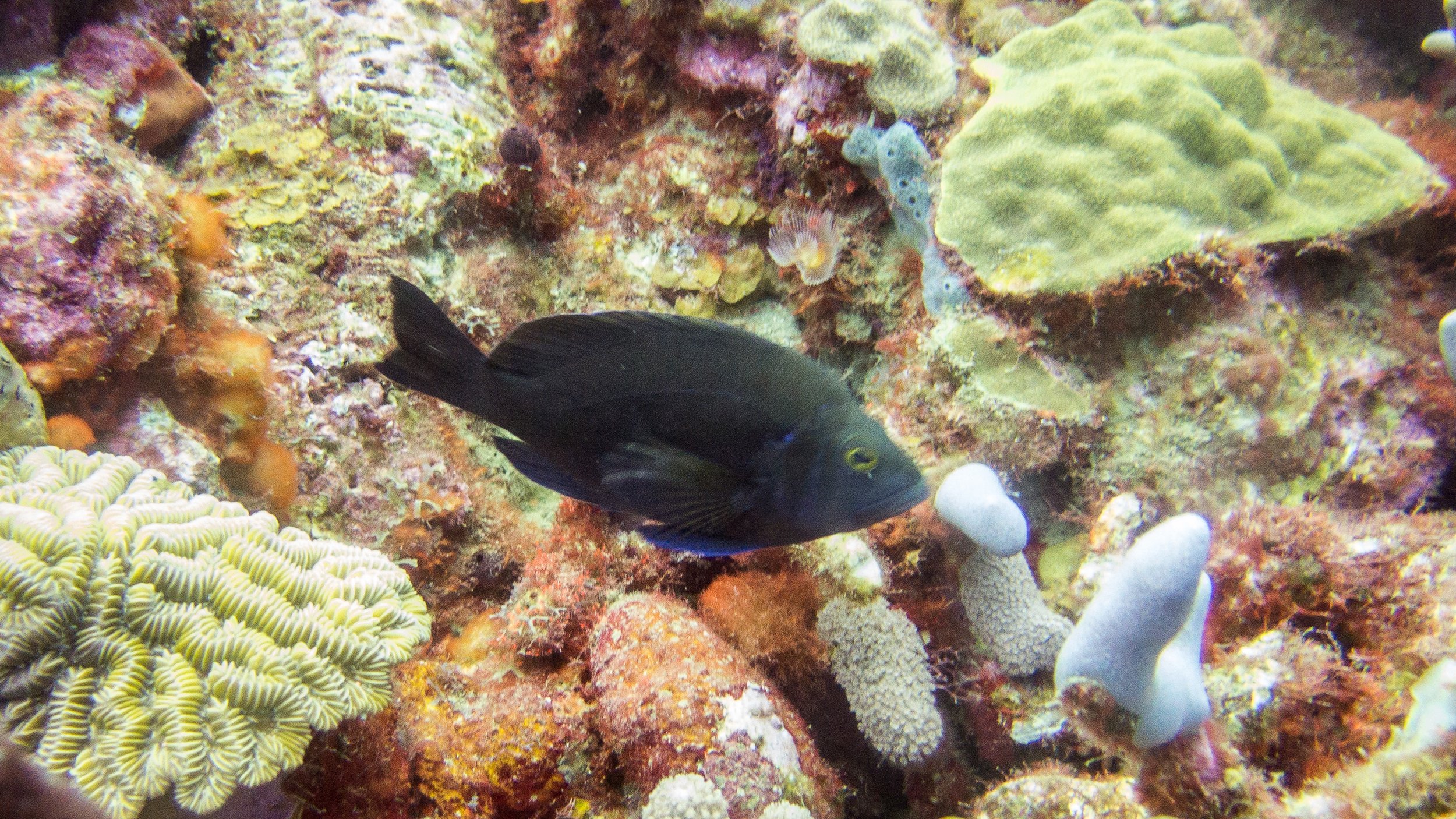 While this specimen has the dark brown coloration, a violet dot over the upper ear corner of the opercle, the blue edging on the pelvic fins, the center of the tail is not clear and it was not found in a previously confirmed location. Probably a Blac