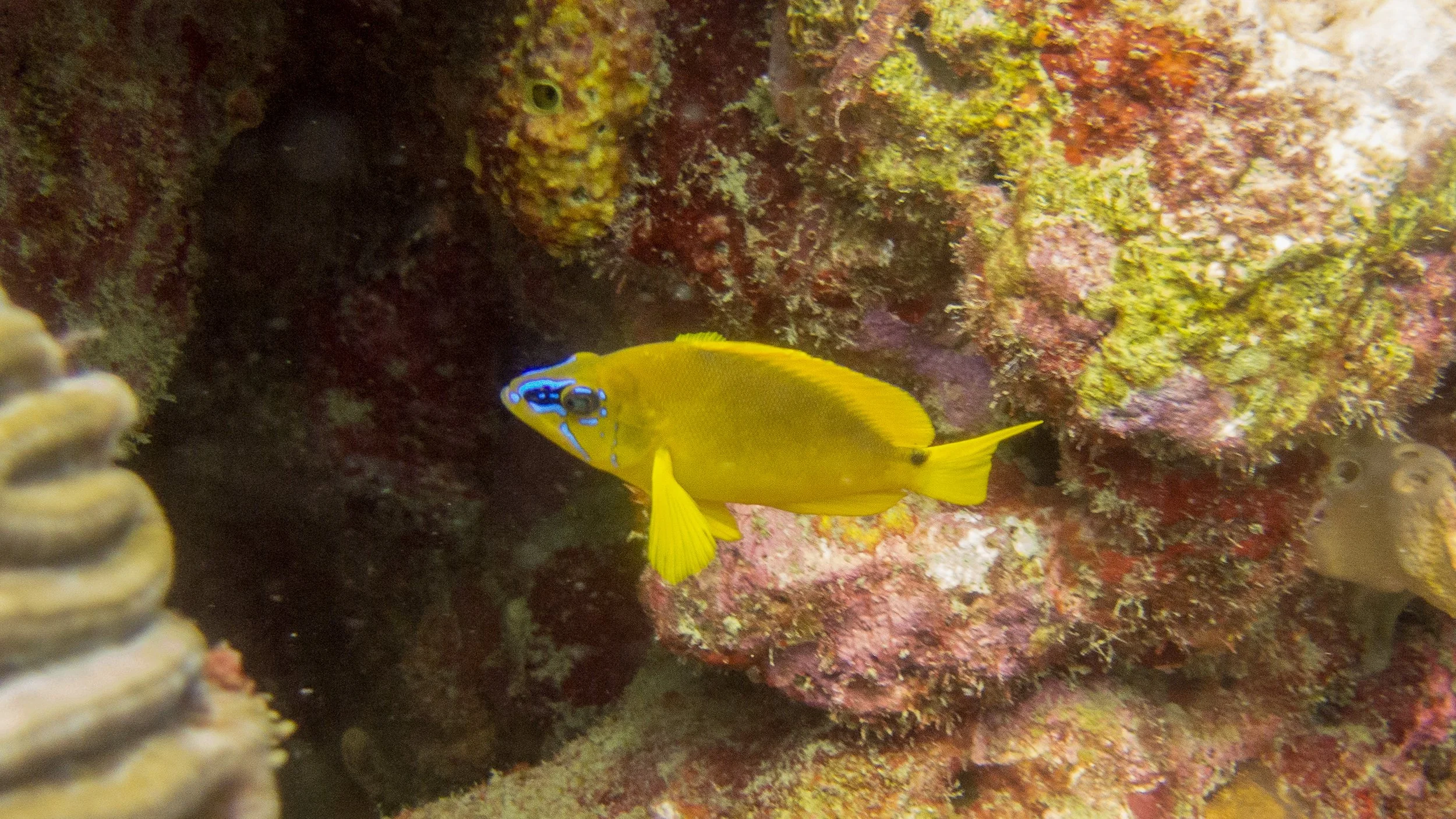 Location: Tobago, Dutchman's Reef