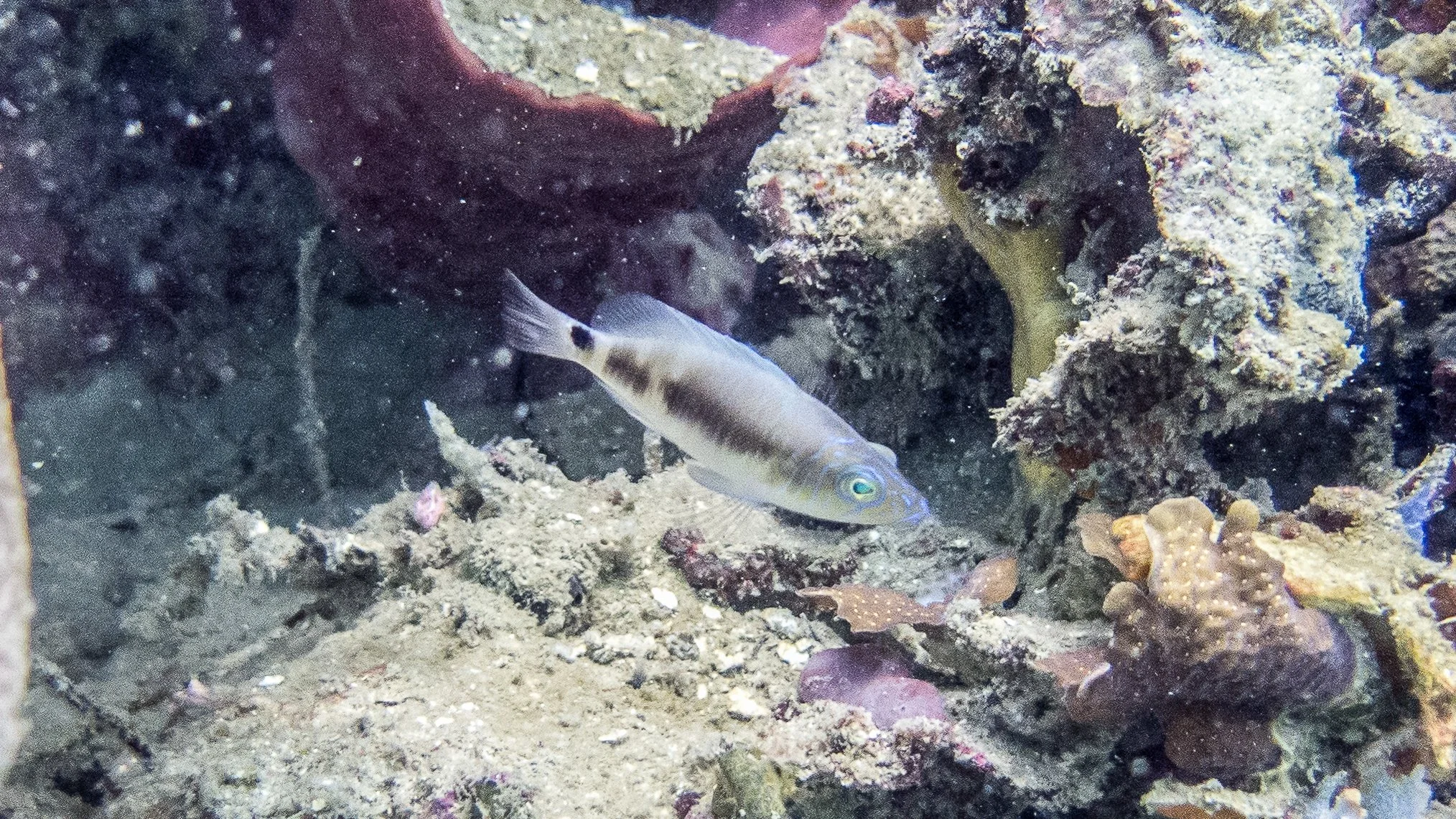 Each of these specimen were taken different years at the stated location, but are most likely juvenile Black Hamlets. The horizontal line for the Striped Hamlet must curve above the pectoral fins, this one is straight and they have only been confirme