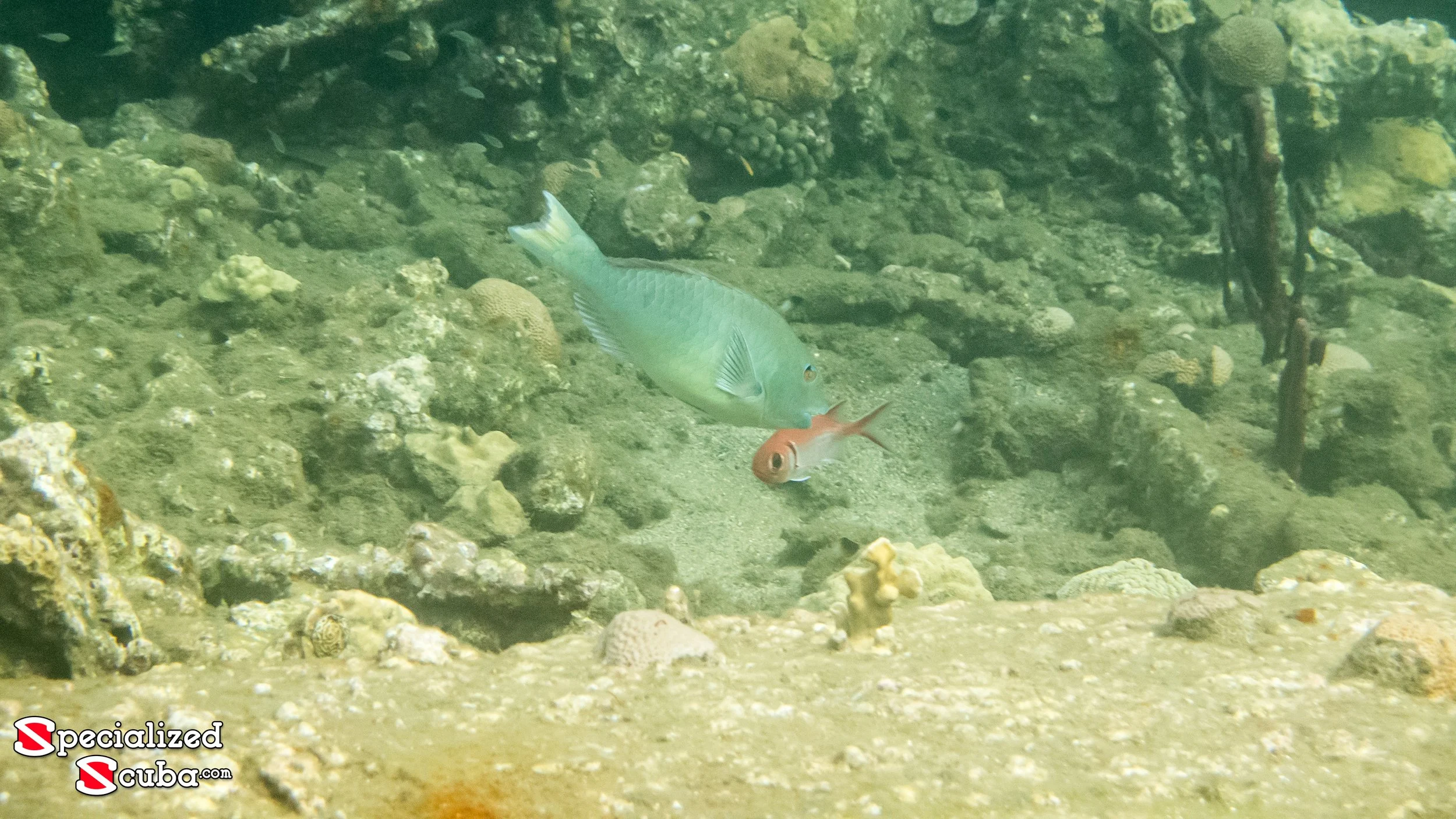 20150625-IMG_2256.jpg