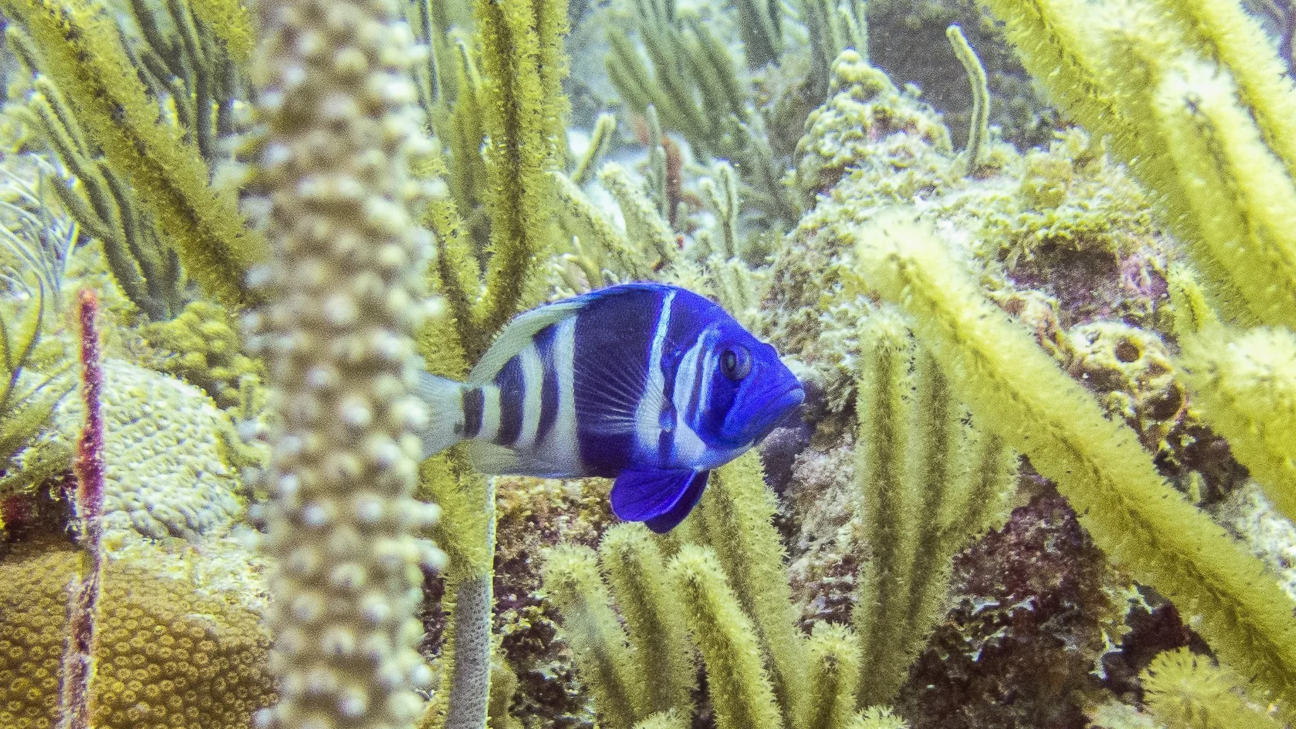 Location: BVI, Dolphin Rocks