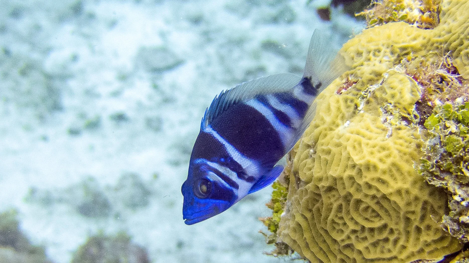 Location: Mexico, Cozumel, Chakanab Shallow