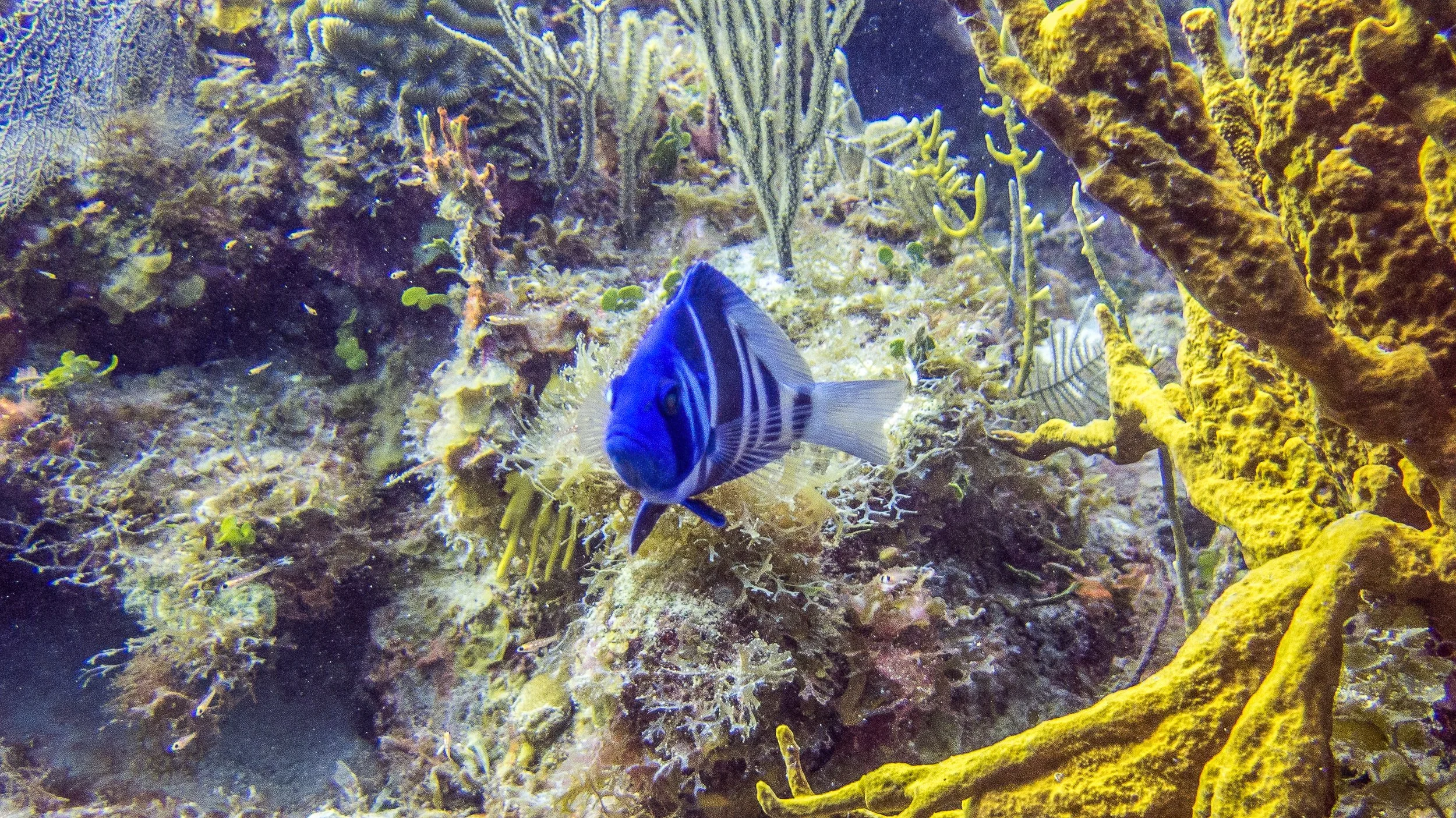 Location: BVI, Spyglass Wall