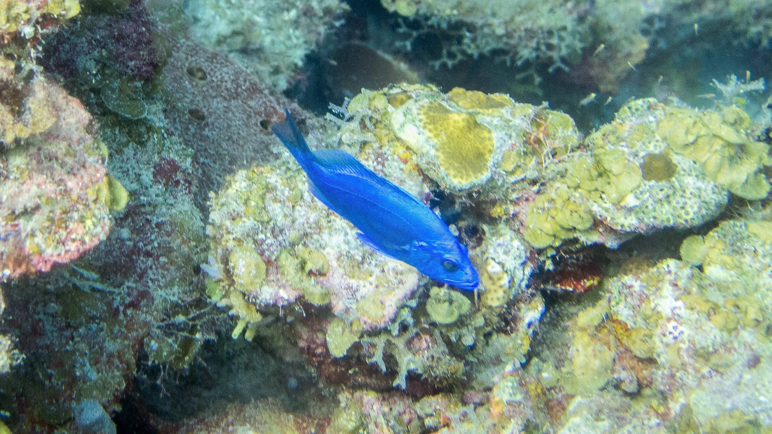 Location: Belize, Seal Cay South