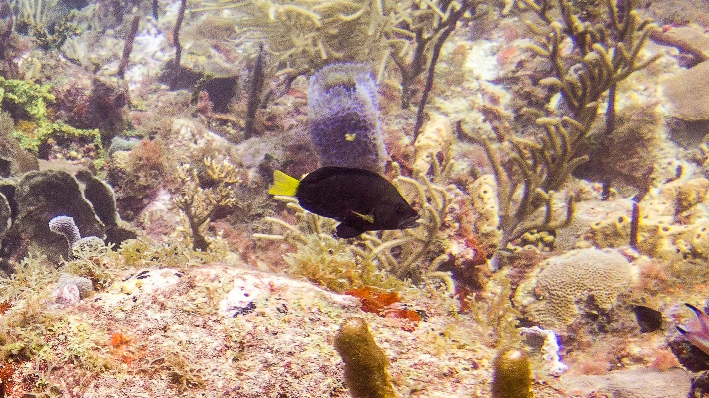 Body and fins black, but yellow pectoral fins and yellow tail. Location: Grenada, Purple rain