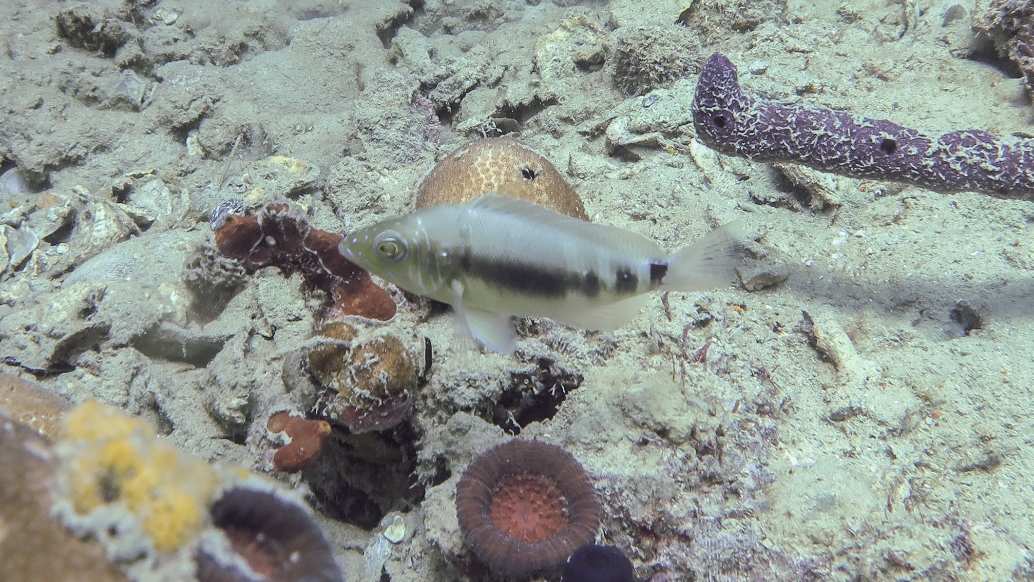 Each of these specimen were taken different years at the stated location, but are most likely juvenile Black Hamlets. The horizontal line for the Striped Hamlet must curve above the pectoral fins, this one is straight and they have only been confirme