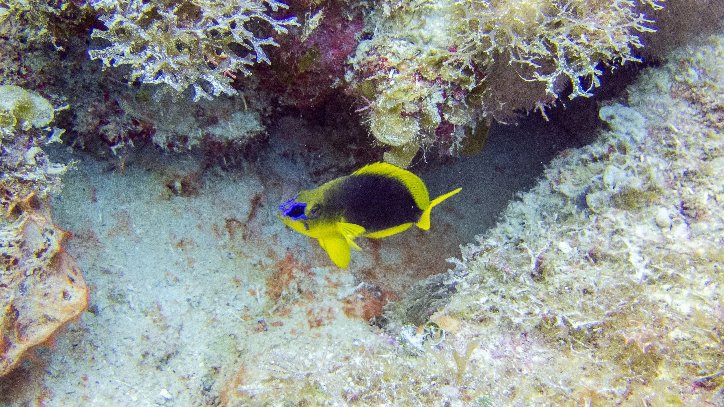 Location: BVI, Spyglass Wall