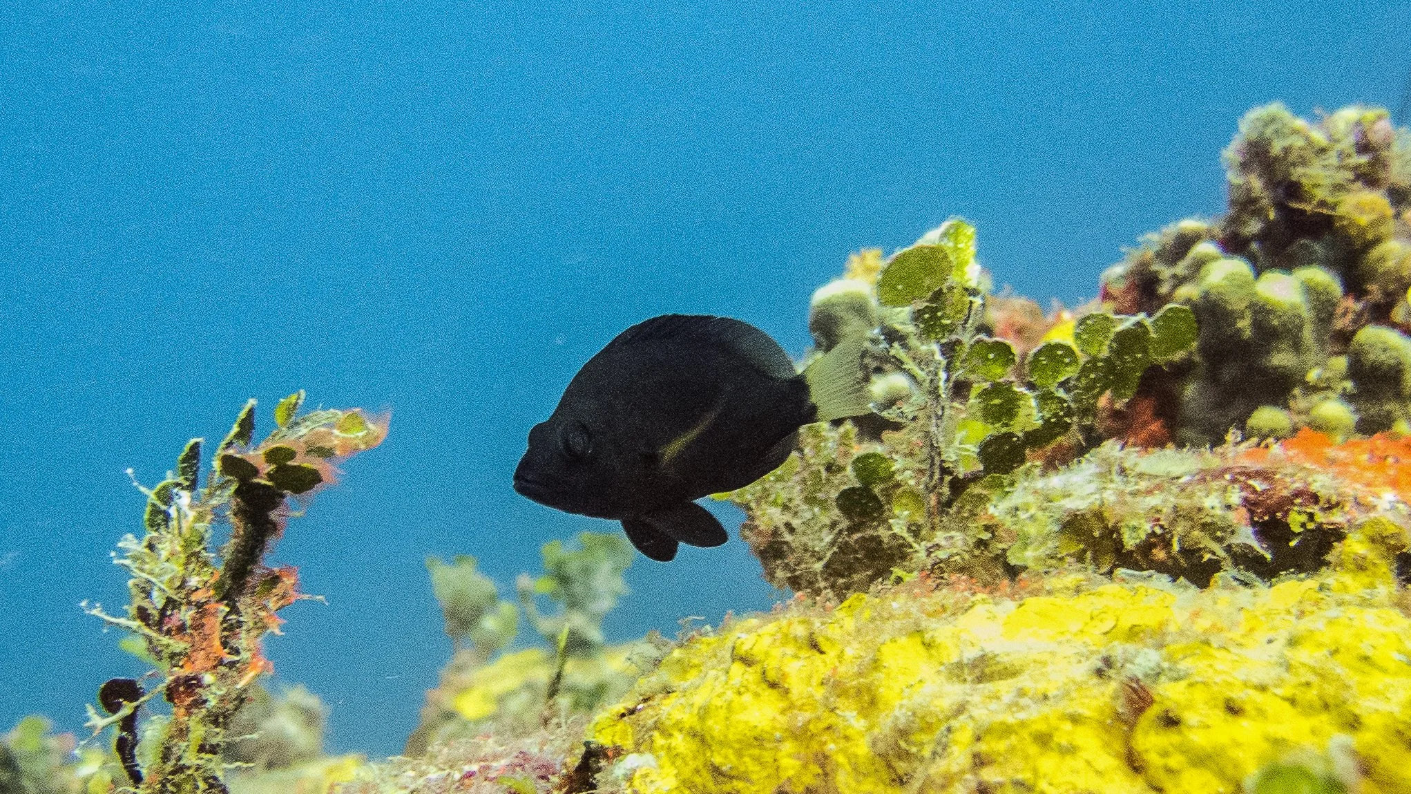 Body and fins black, yellow pectoral fins and yellow tail. Location: Grenada, Northern Exposure