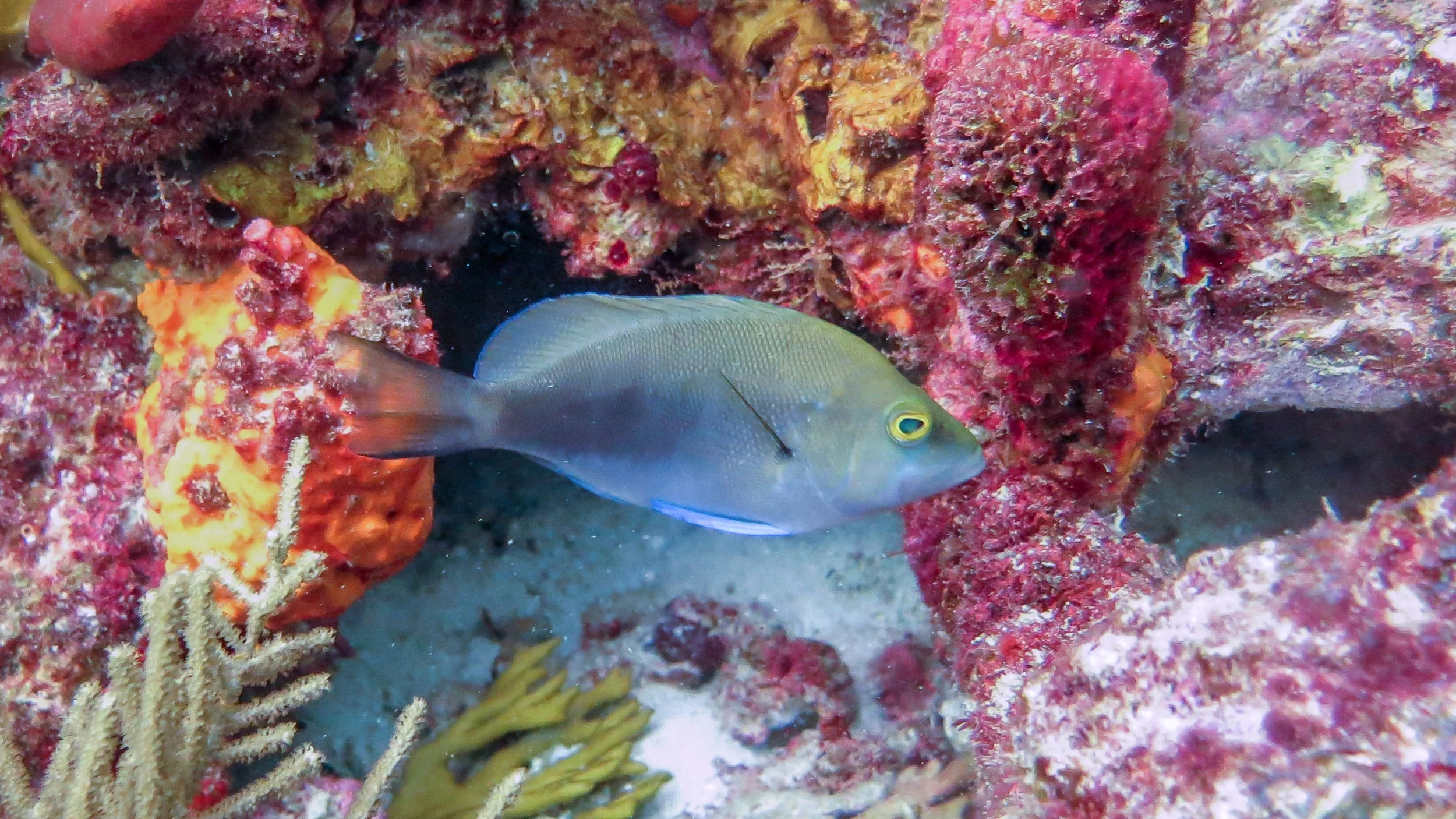 Location: St Vincent, Mayreau Island, Mayreau Gardens
