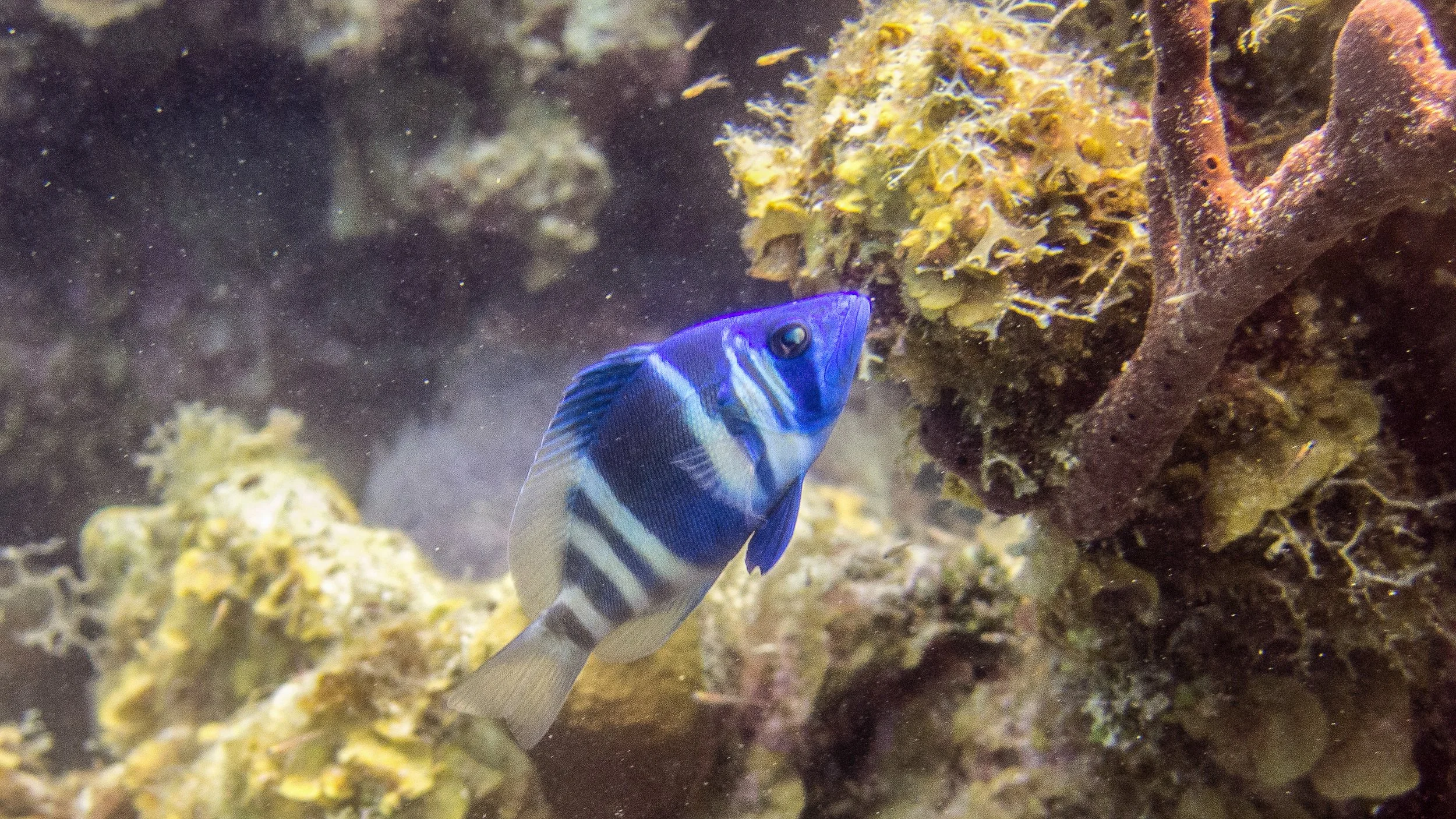Location: BVI, Randy's Reef
