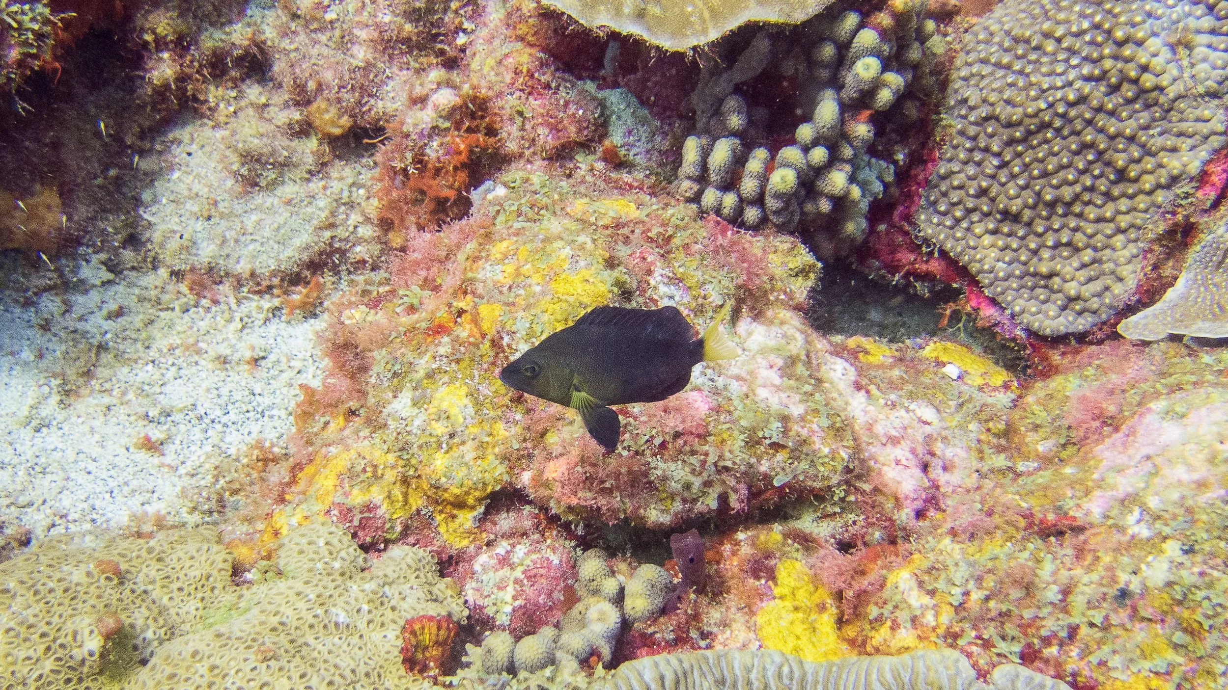 Body and fins black, yellow pectoral fins, and yellow tint at base of pectoral fins and yellow tail. Location: St Vincent, Bequia Island, Moonhole Cave