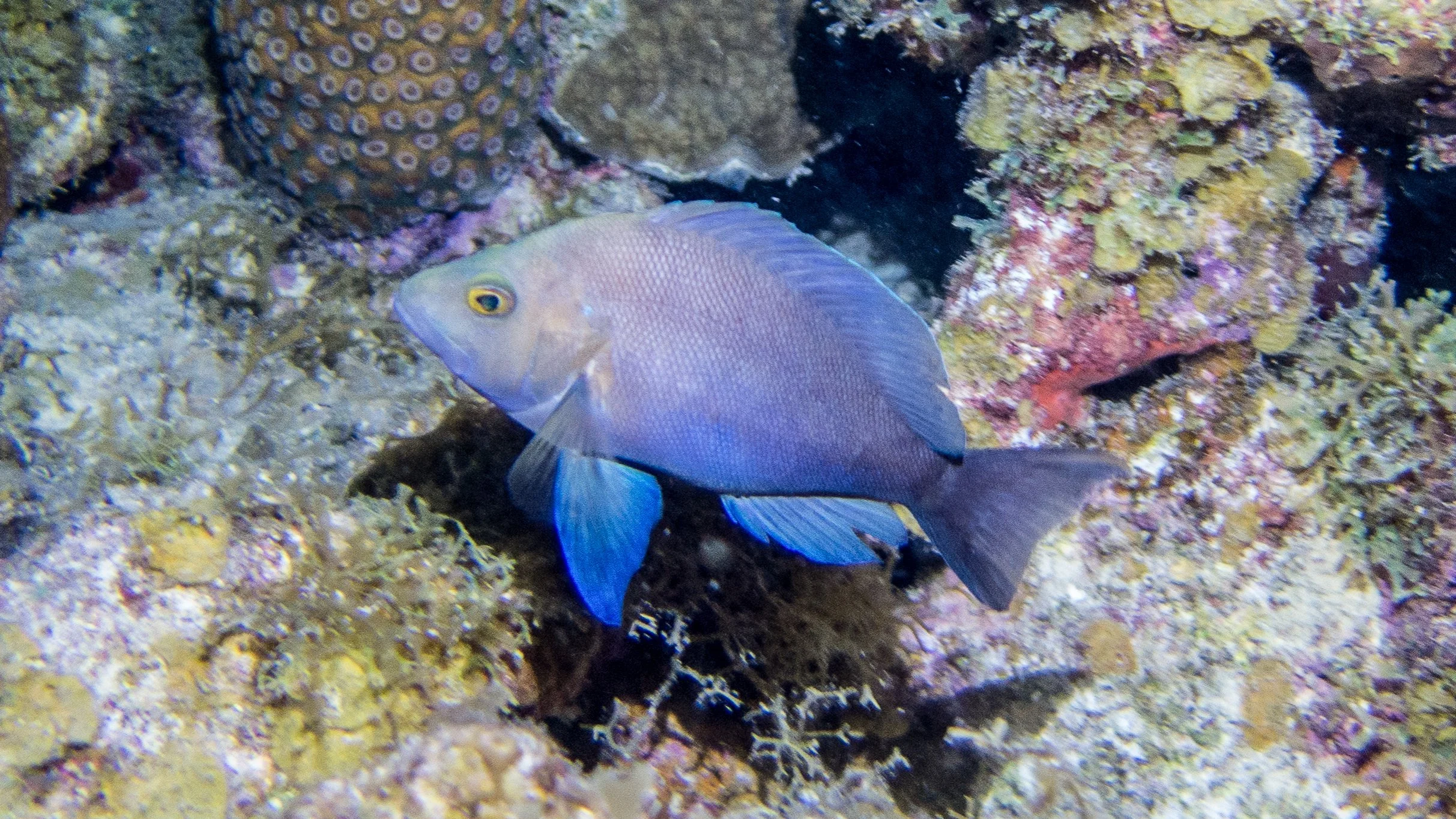 Location: BVI, The Indians