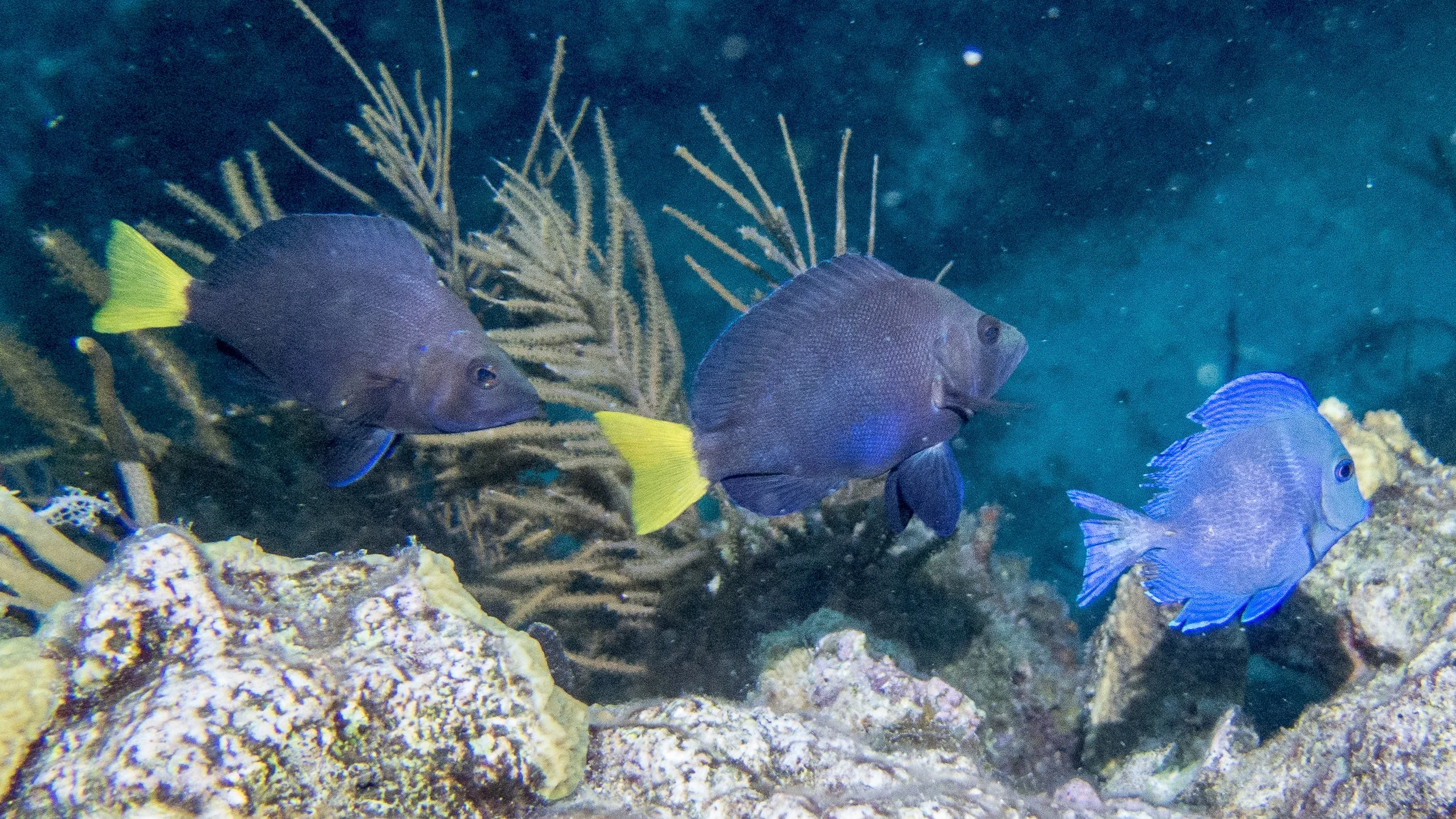 Body and fins blue-black, clear and black pectoral fins, blue margin on pelvic and dorsal fins and yellow tail. Location: BVI, The Indians