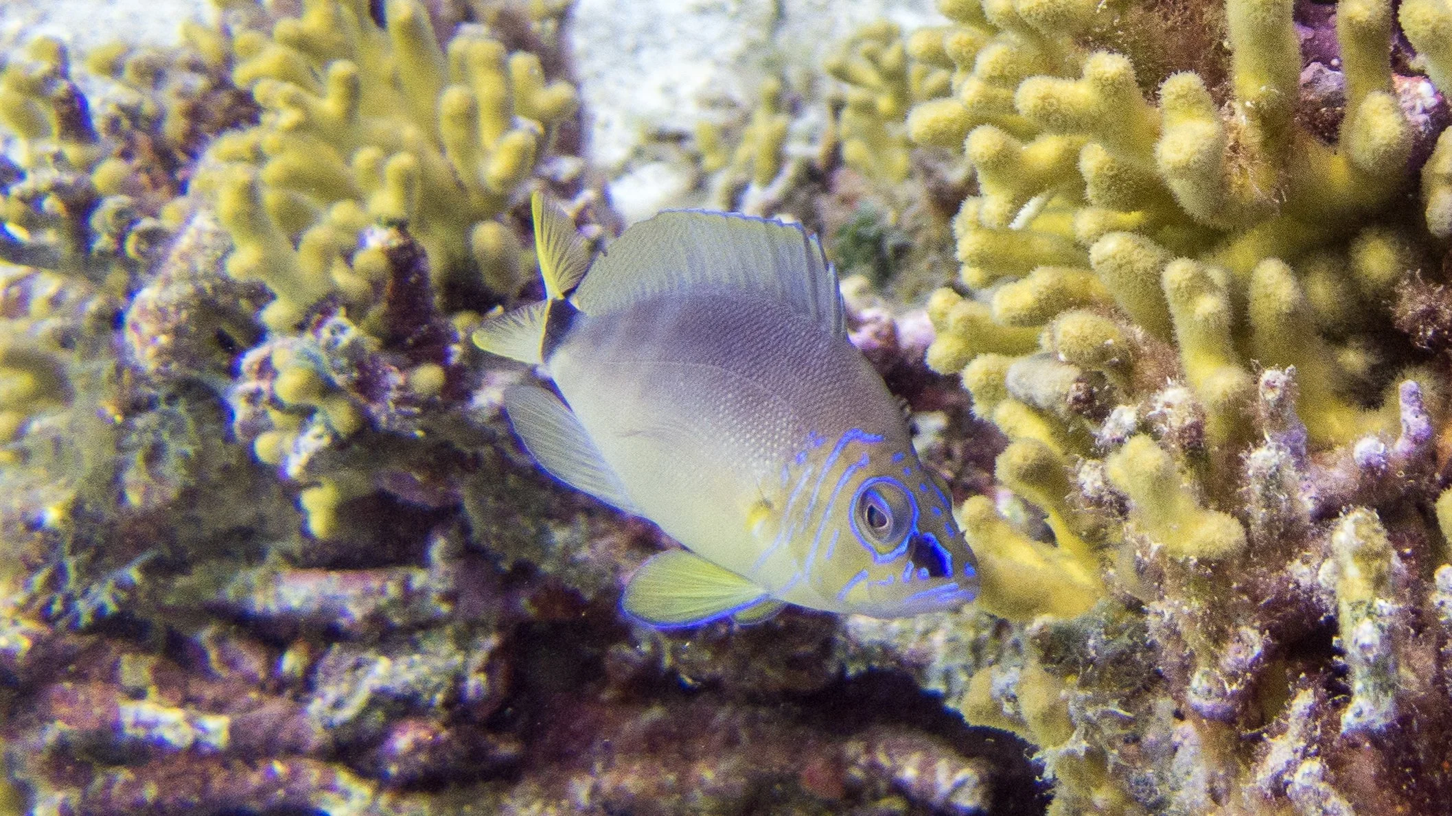 Location: BVI, Spyglass Wall