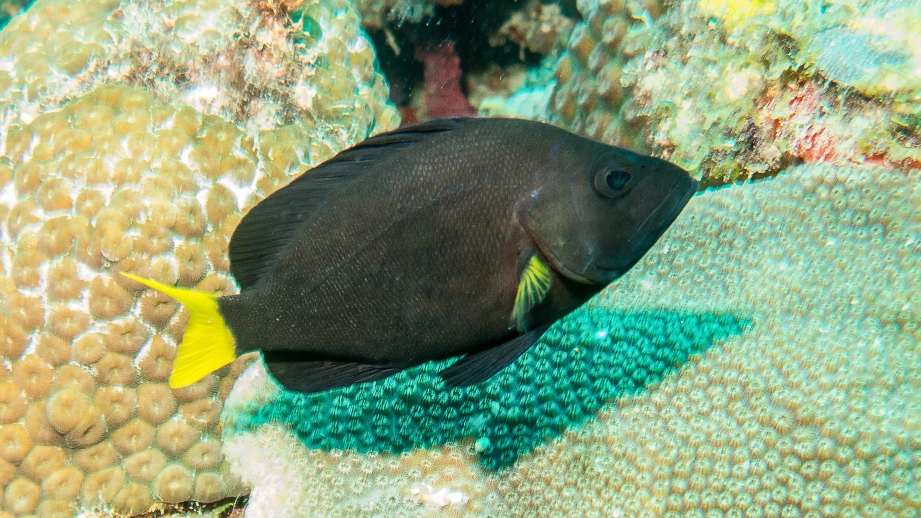Body and fins black, but yellow pectoral fins and yellow tail. Location: Grenada, Carriacou Island, Sandy Island