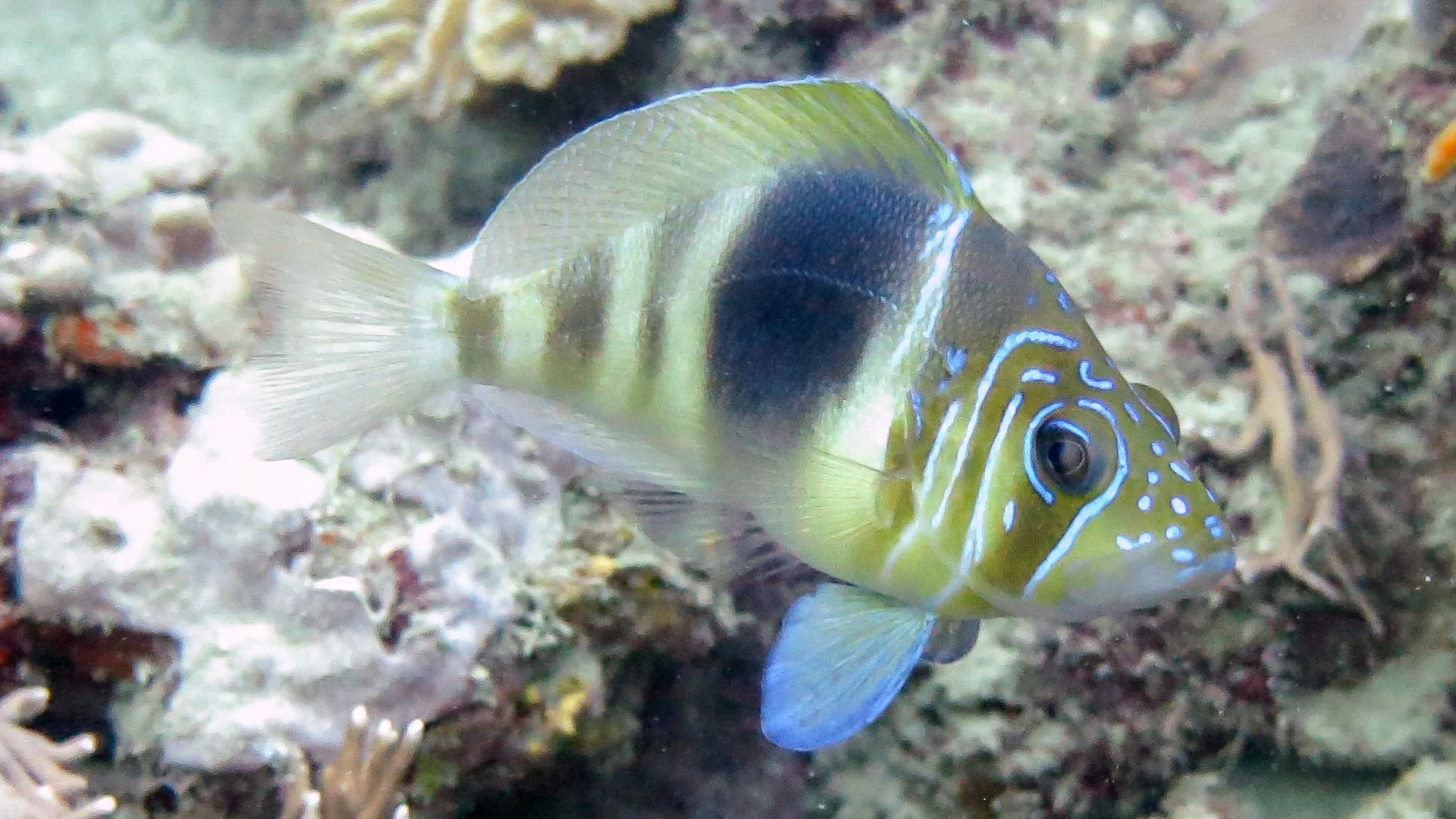 Tan head, clear tail fins, clear dorsal fin with frontal yellow tint, dark and light brown vertical bars, iridescent blue lines on head. Location: Dutchman's Reef, Tobago