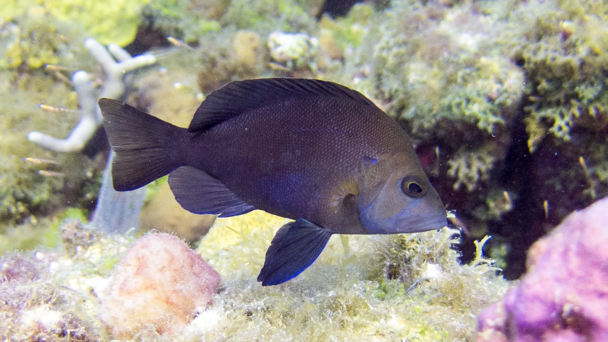 Location: BVI, Randy's Reef