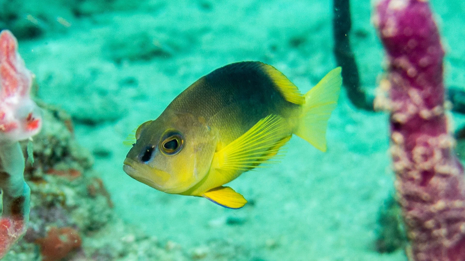 Location: Panama, Bocas del Toro, Casa Blanca