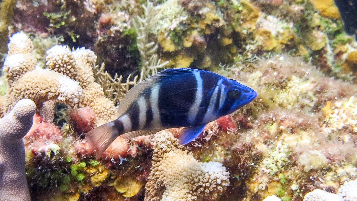 Location: BVI, Randy's Reef