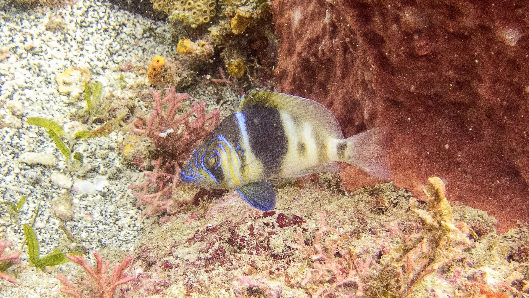 Location: St Vincent, Bequia Island, Moonhole Cave
