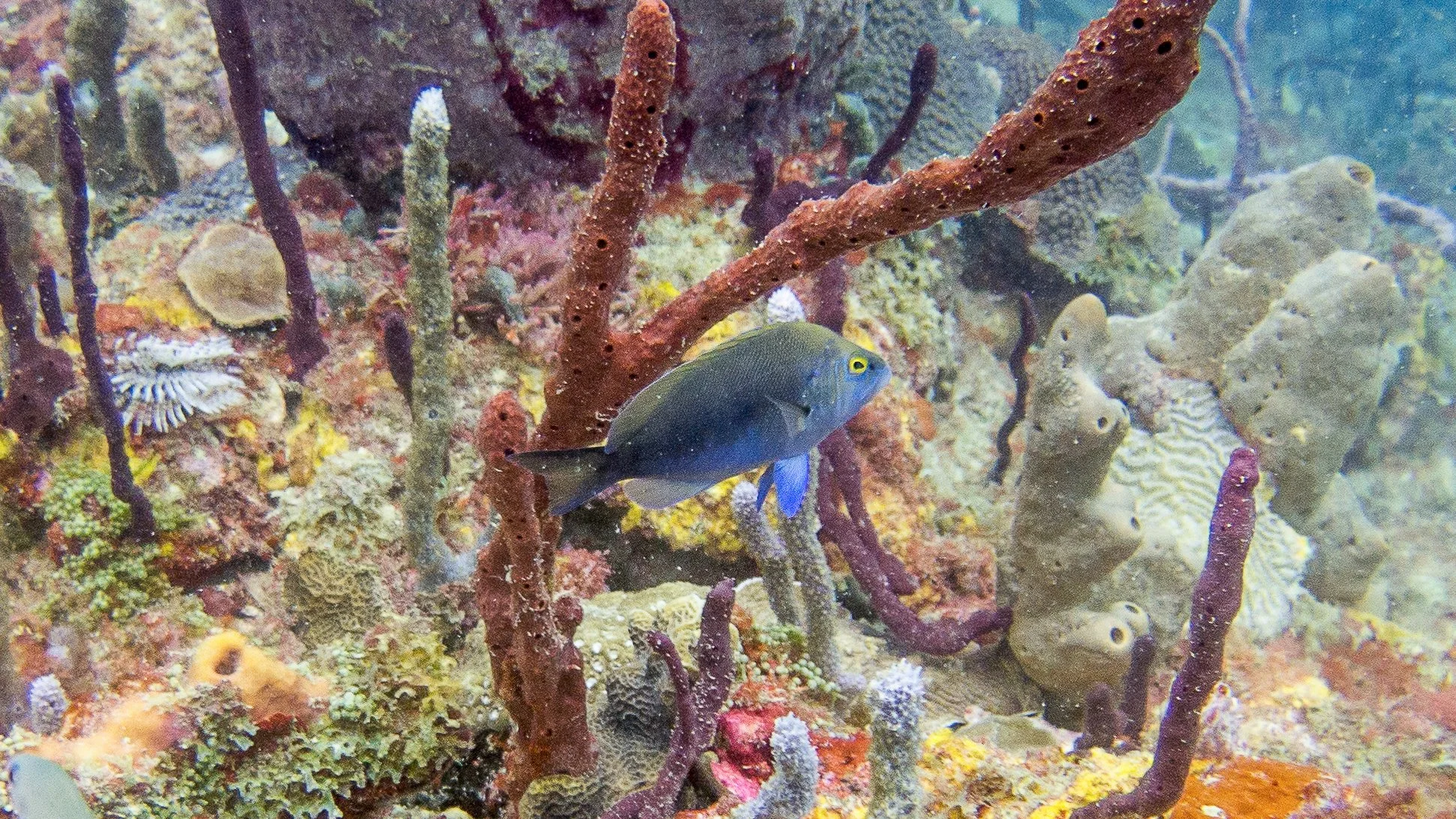 Location: St Vincent, Union Island, Chatham Bay North