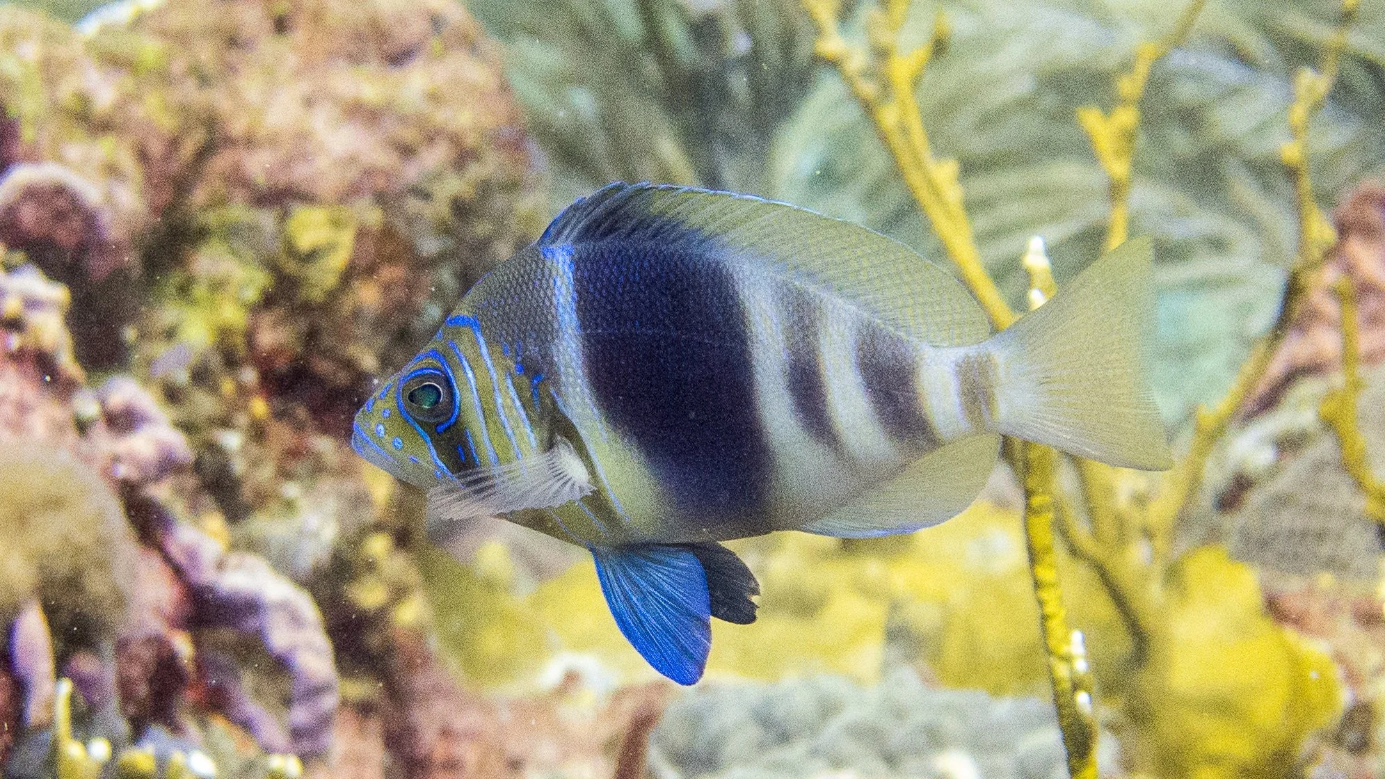 Light tan and yellow head, Dark blue -black and brown vertical bars, solid blue ventral fins, yellow tint on pectoral fins, tail and on dorsal fin, dorsal fin with frontal dark blue, slight yellow tint on front bottom of body, anal fin yellow with li