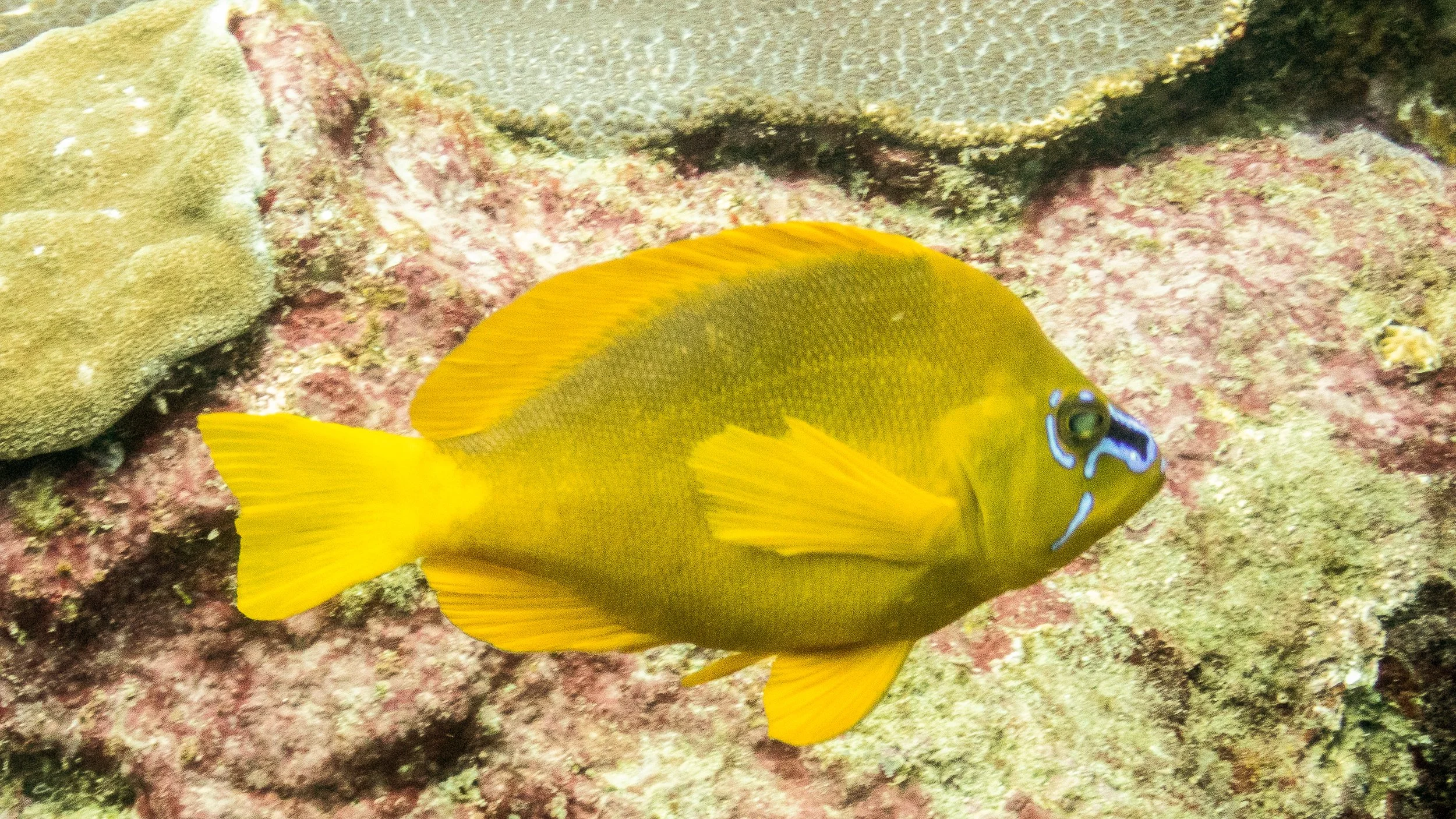 Location: Tobago, Fingers Reef